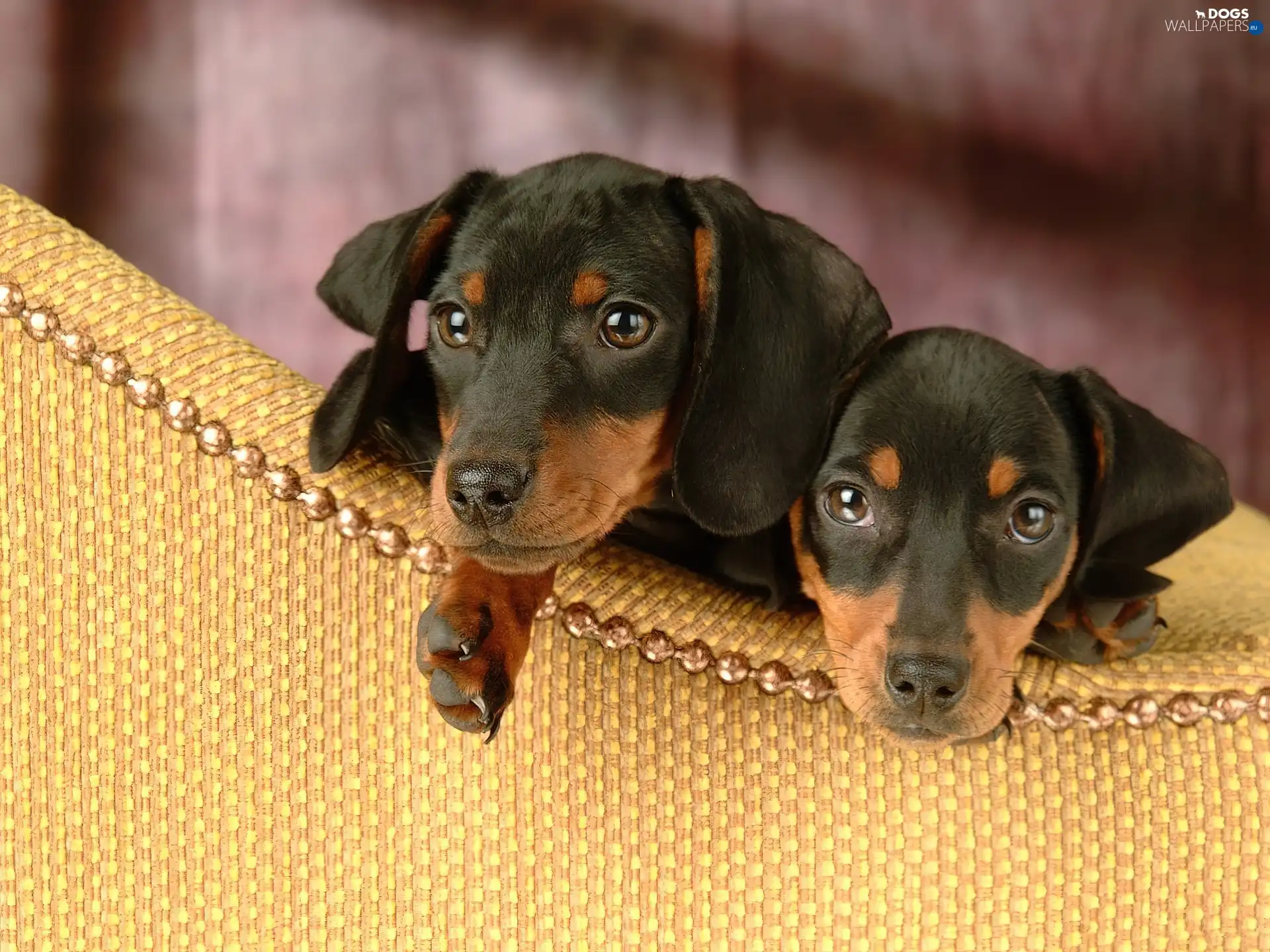 dachshunds, Two cars