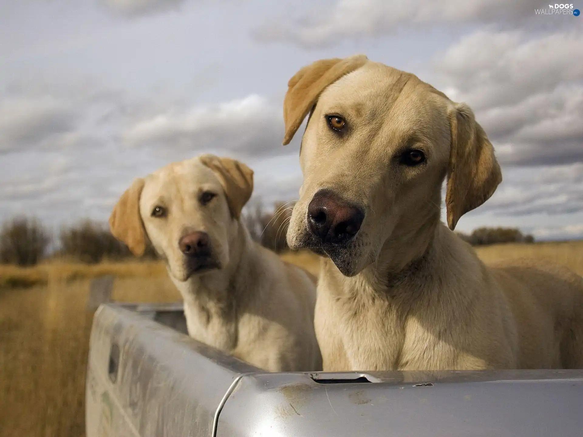 Dogs, Two cars