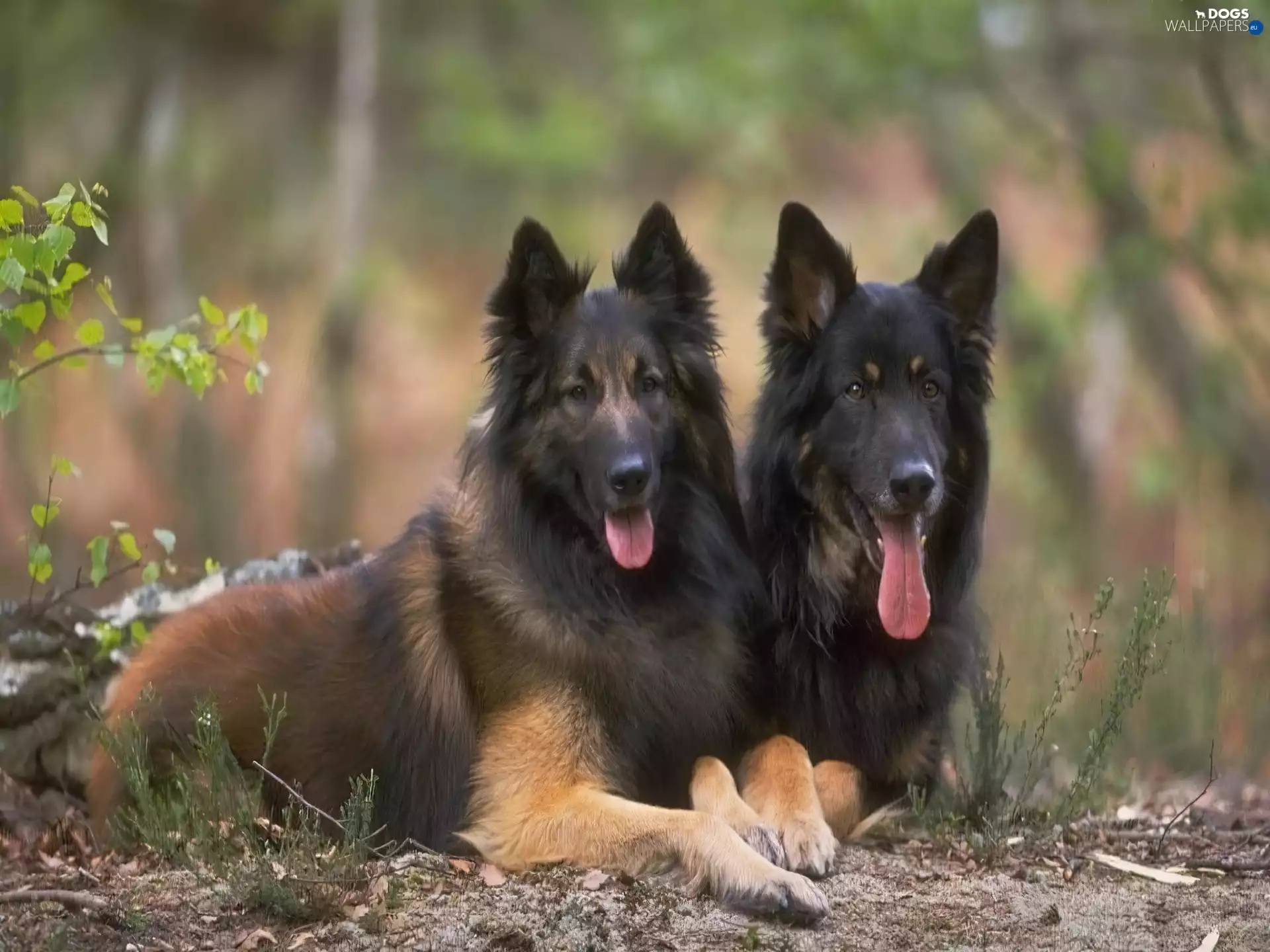 Belgian Shepherd Tervuren, Two cars, Dogs