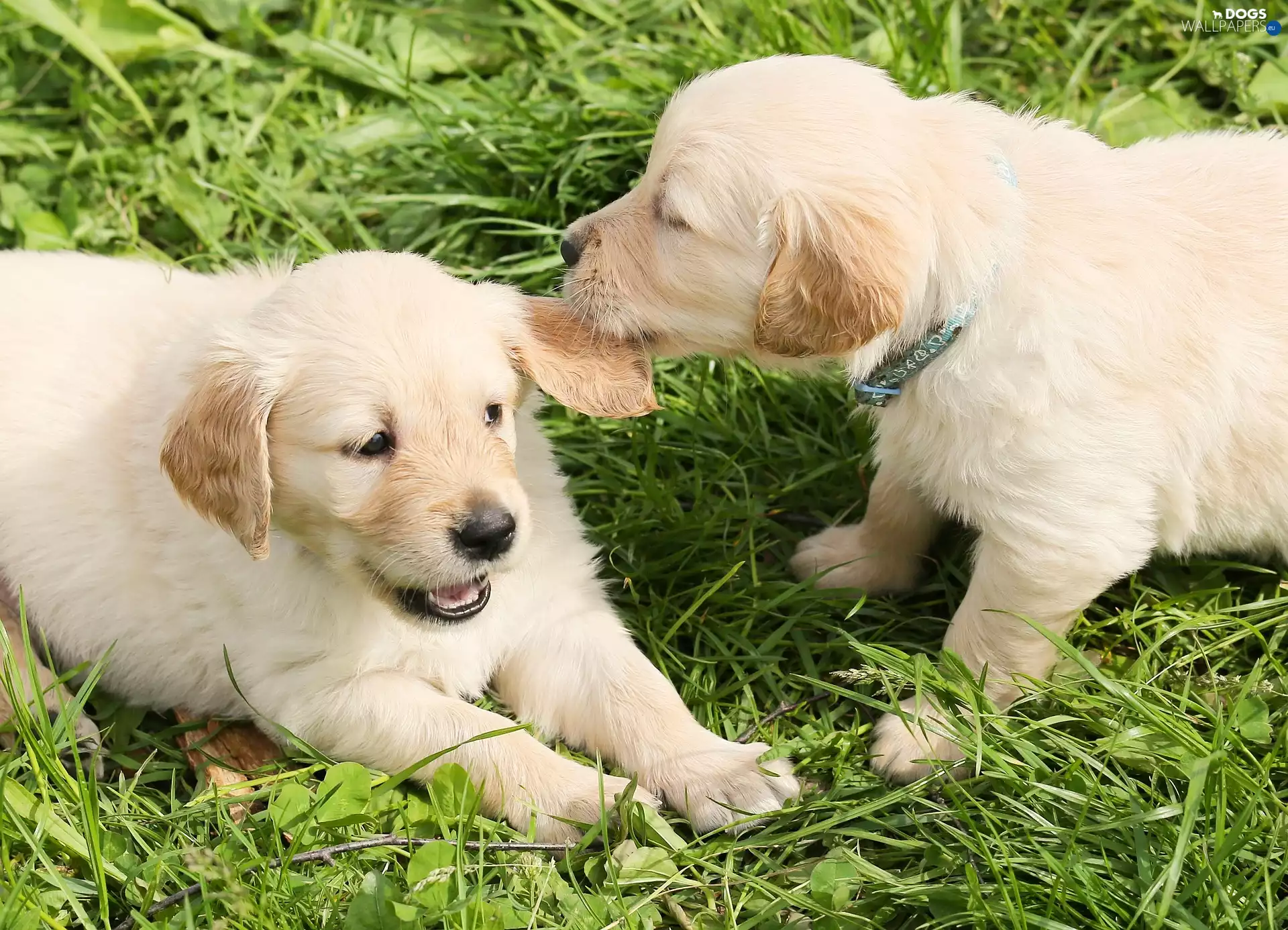 Golden Retriever, grass, Two cars, puppies, Dogs
