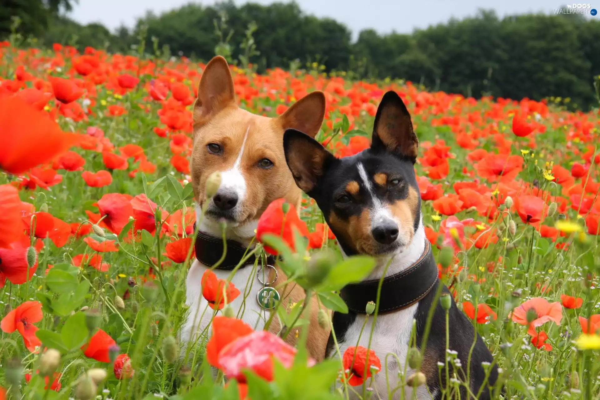 puppies, Basenji, papavers, Two cars, Meadow