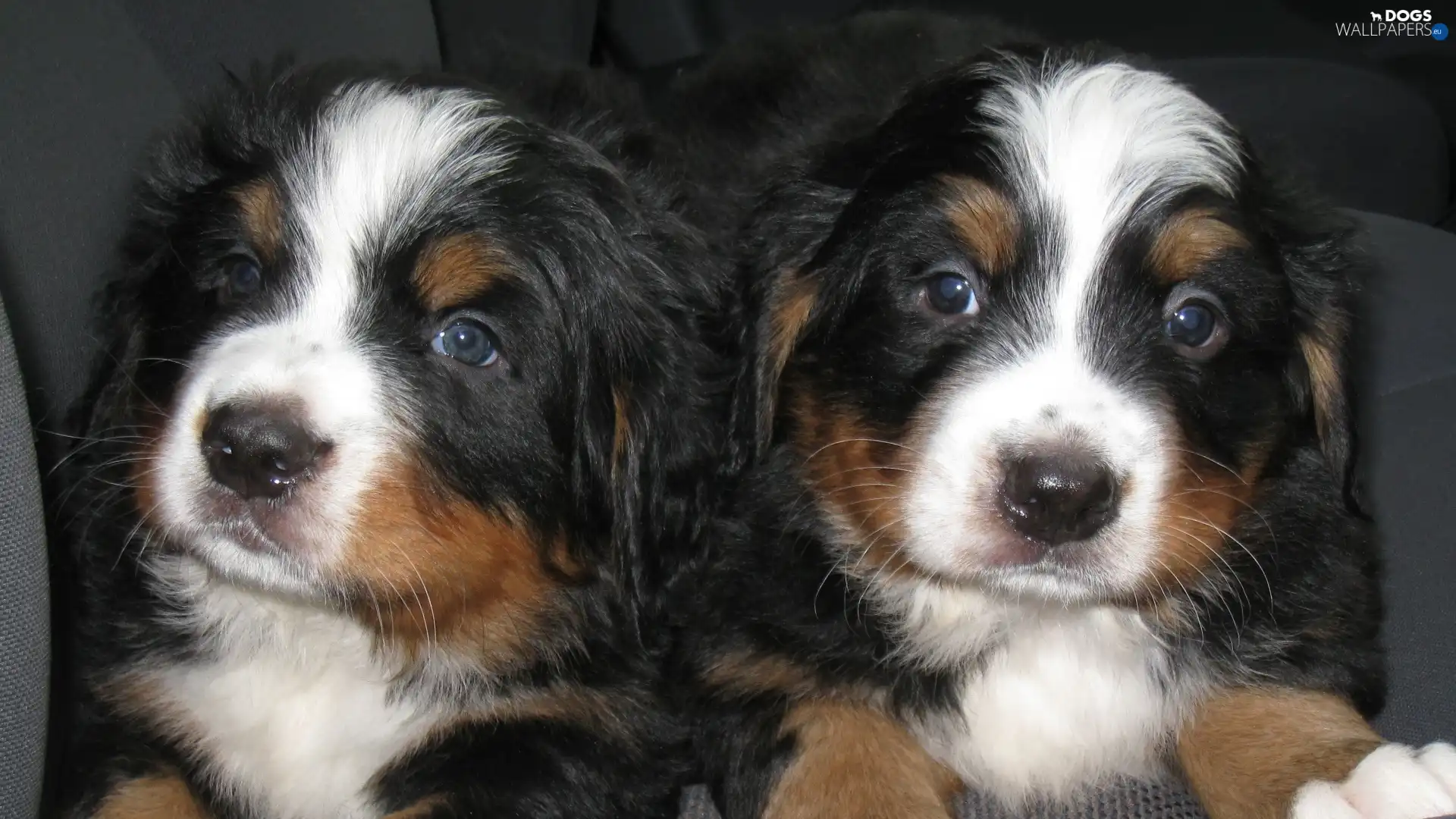 puppies, Two cars