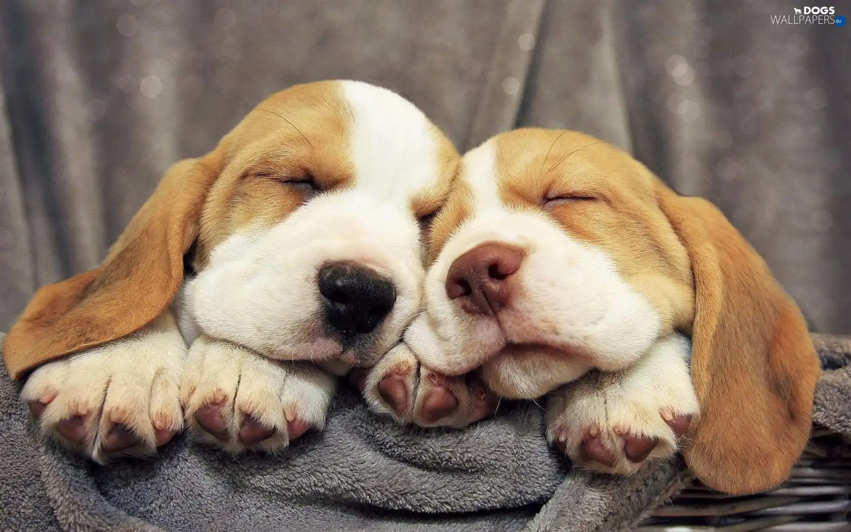 puppies, Two cars