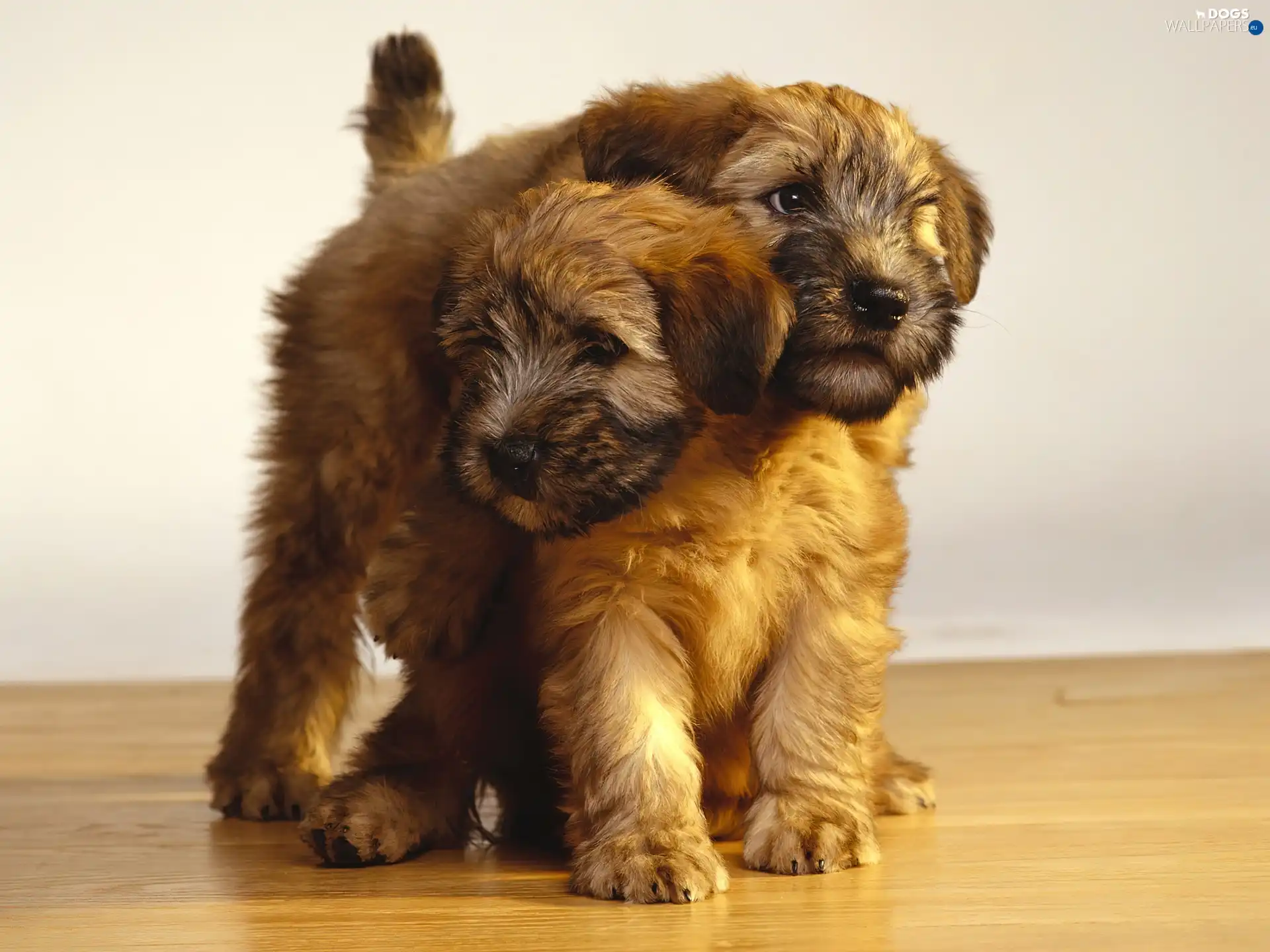 Puppies, Two cars