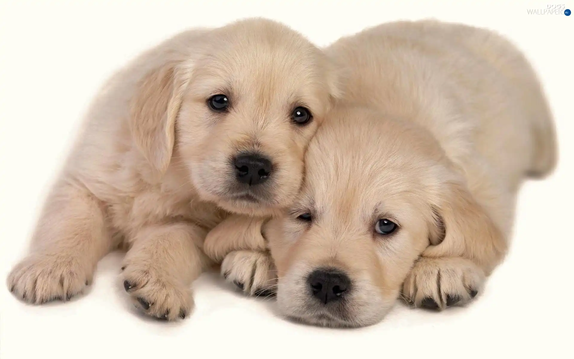 Puppies, Two cars