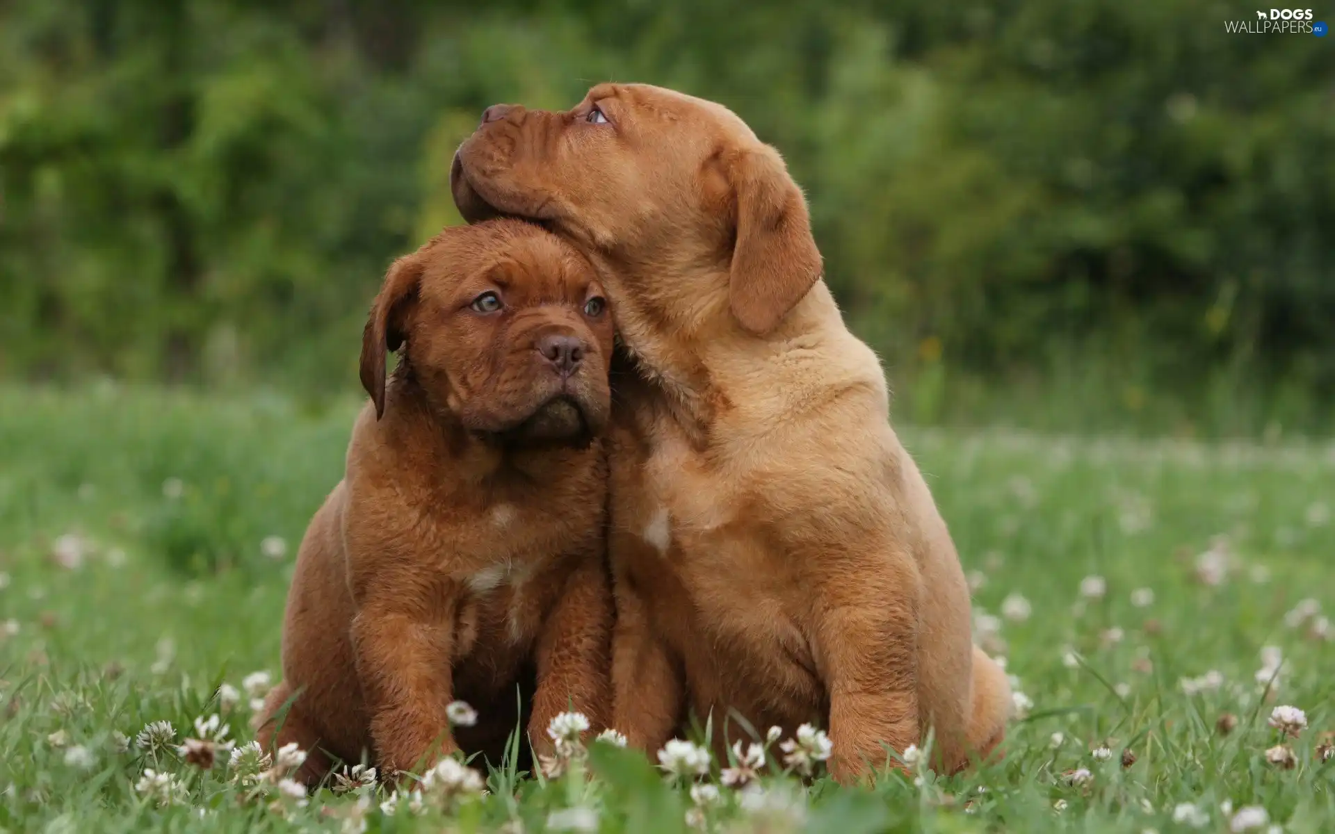 puppies, Two cars