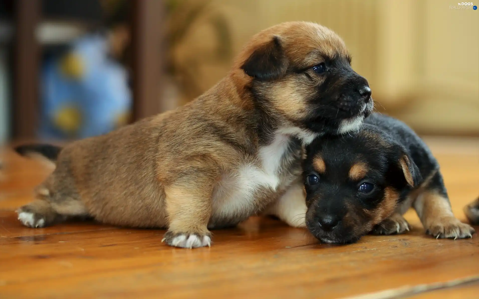 Puppies, Two cars