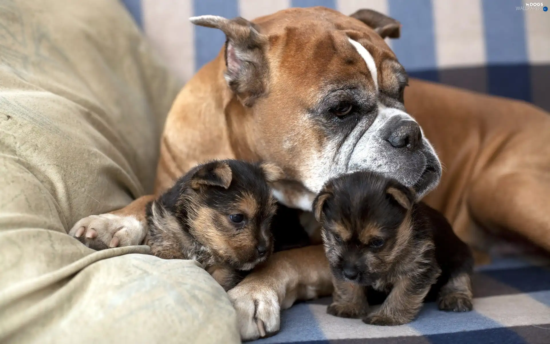 Two cars, Puppies, boxer