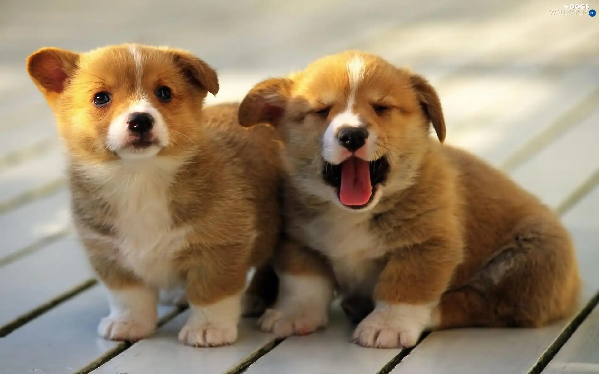 puppies, Two cars