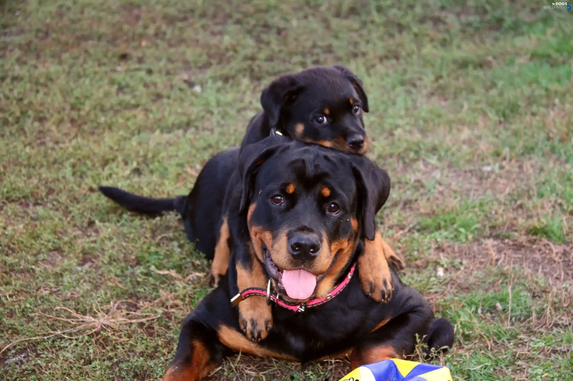 Rottweilers, Two cars
