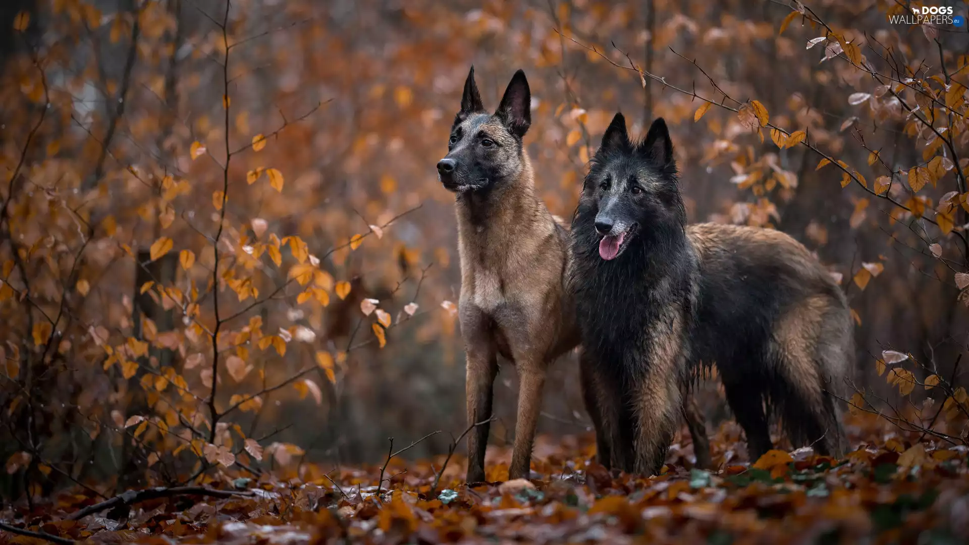 Two cars, Belgian Shepherd Malinois, Belgian Shepherd Tervuren, Dogs