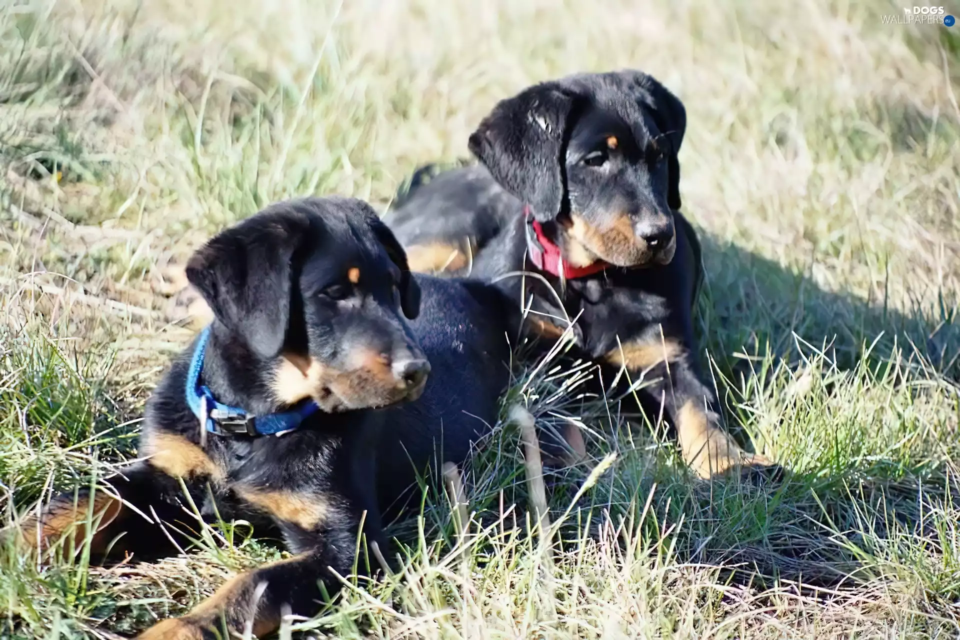 Shepherd French Beauceron, Two cars, young