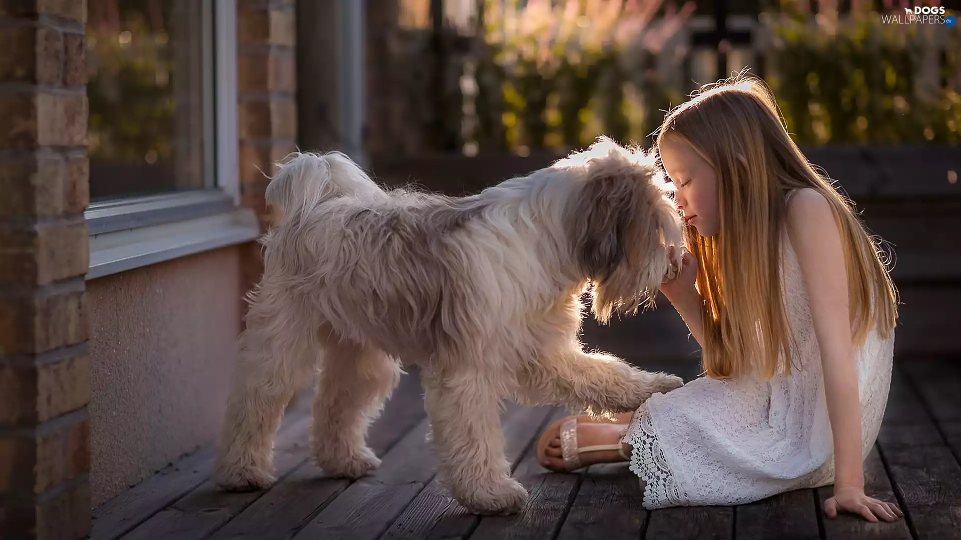Window, terrace, Terier Tybetański, girl, dog