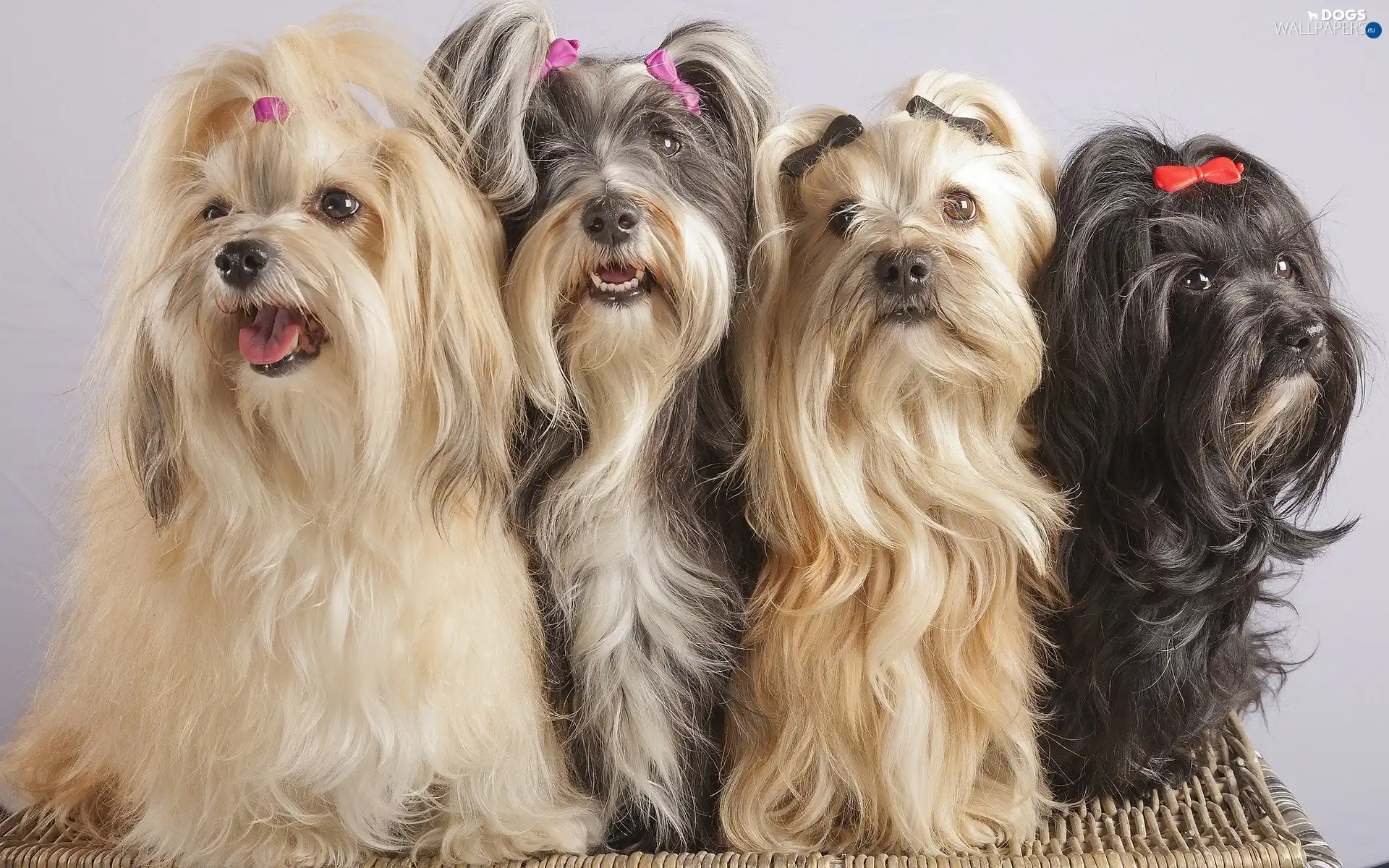 Tzu, Shih, four, puppies