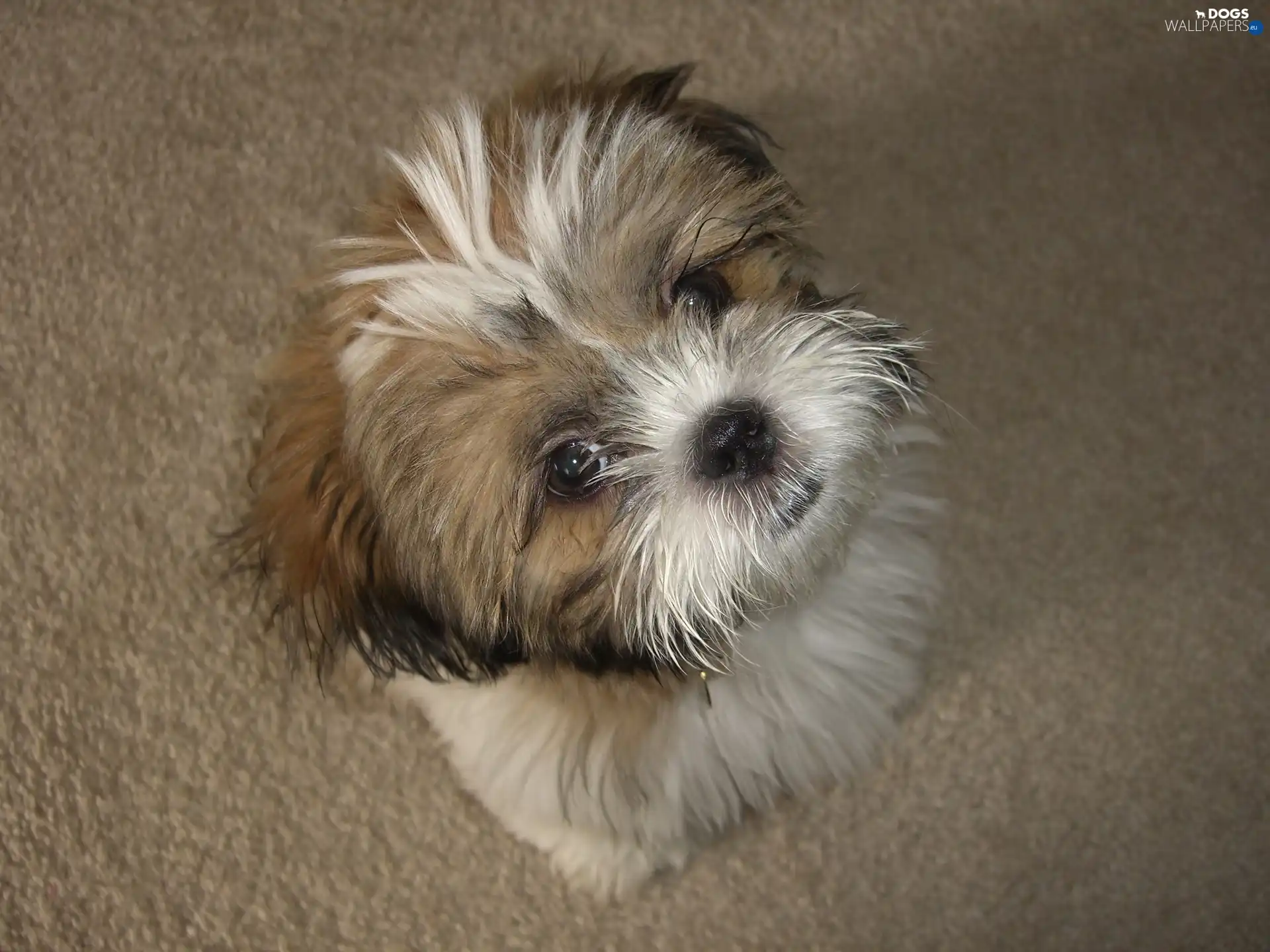 Shih Tzu, small