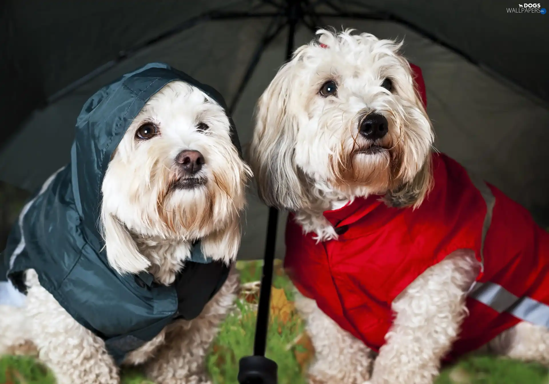 umbrella, White, Terrier, West, clothes, Highland