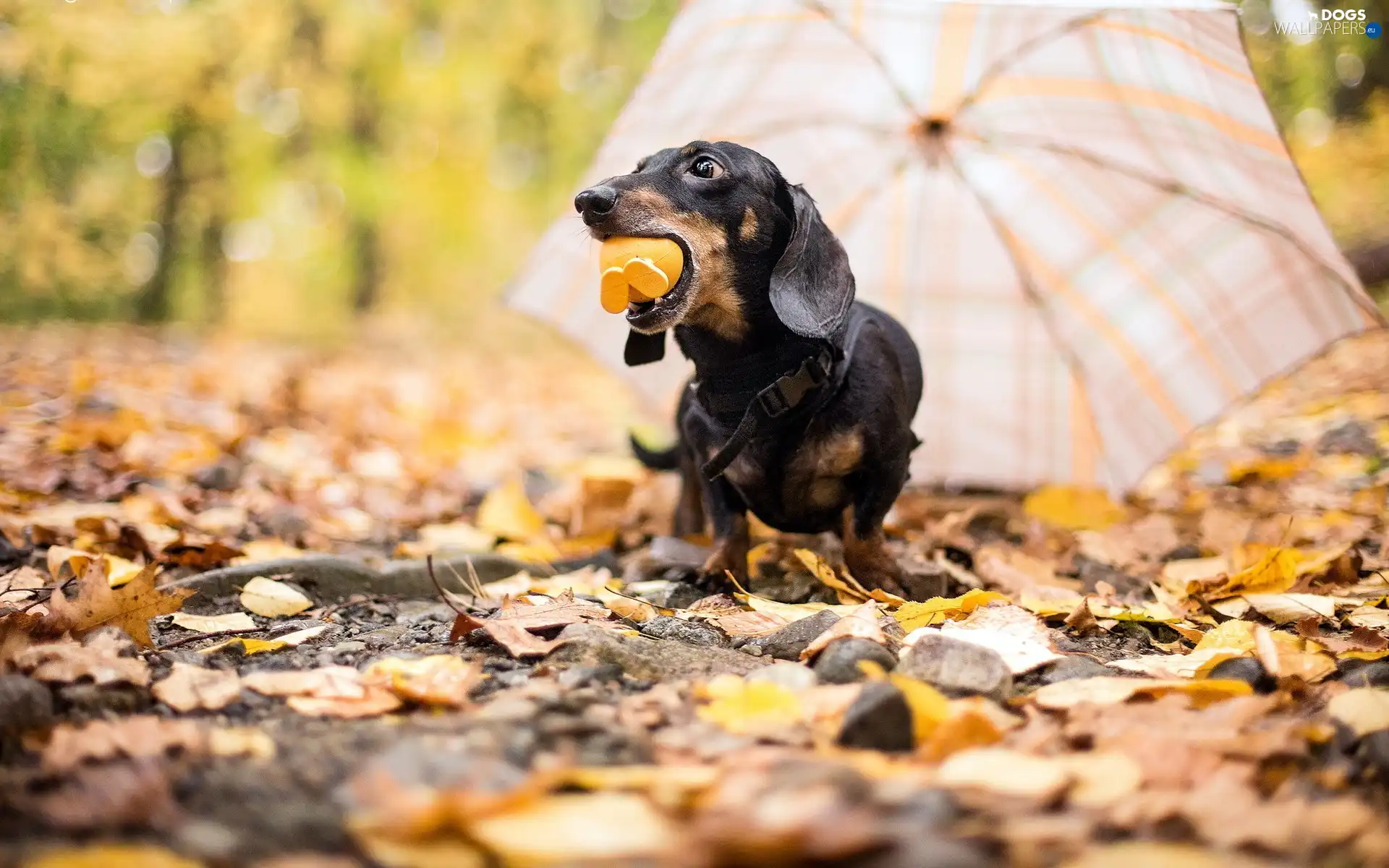 dachshund, Umbrella, dog