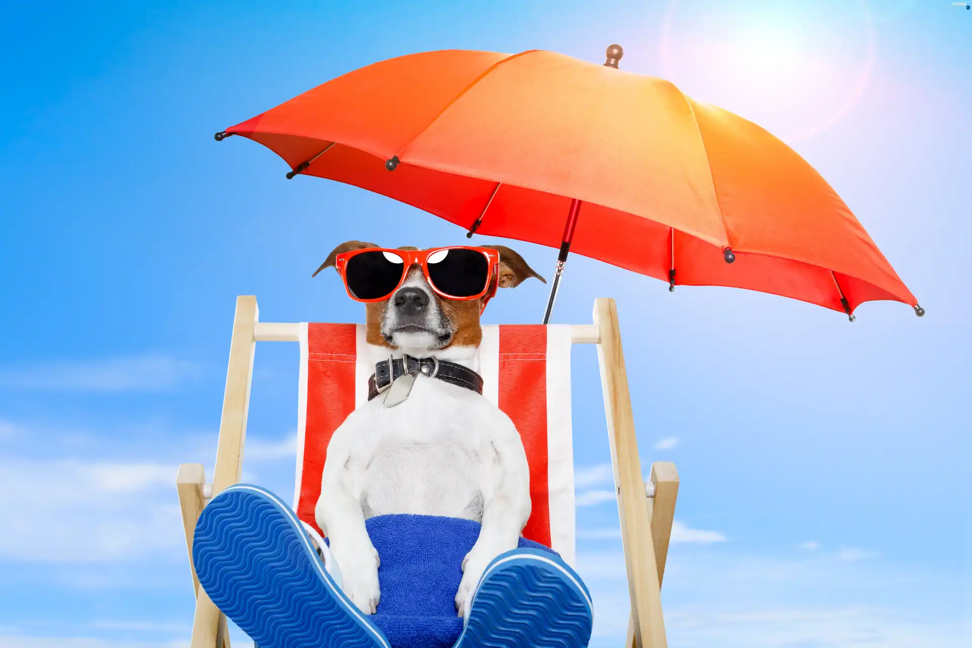 Umbrella, hammock chair, dog, Beaches