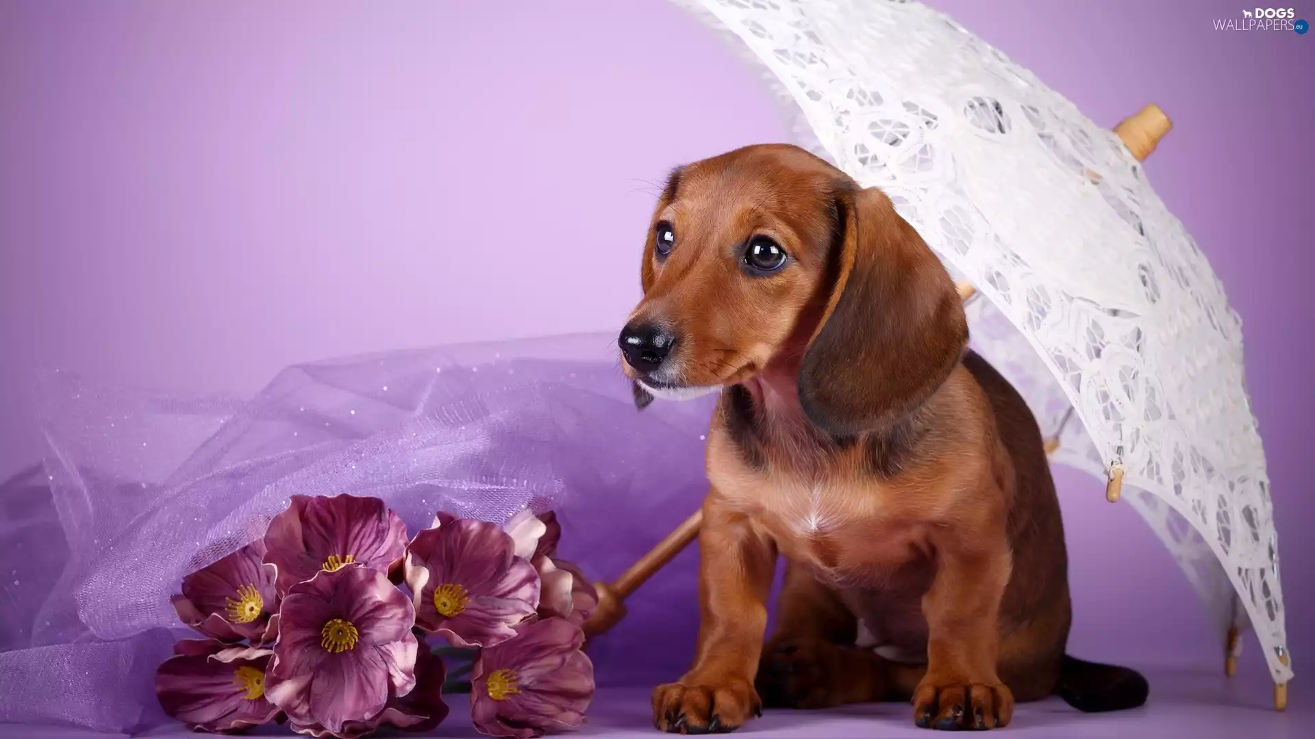 dog, umbrella, Flowers, Dachshund Shorthair