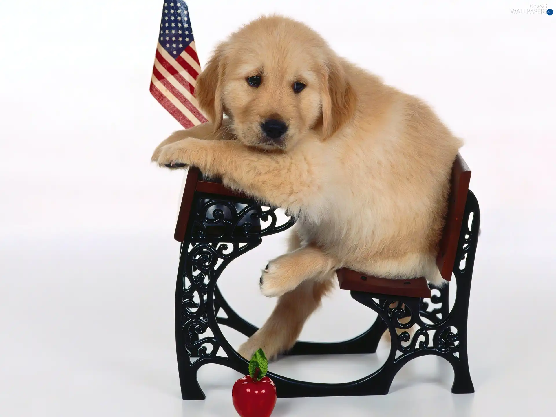 USA, flag, retriever, Bench