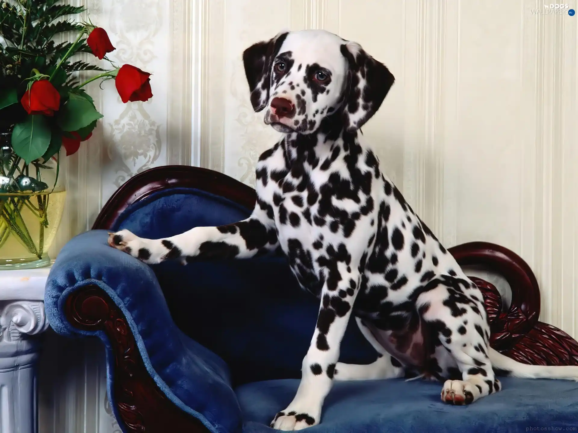 Vase, roses, Dalmatian, sofa