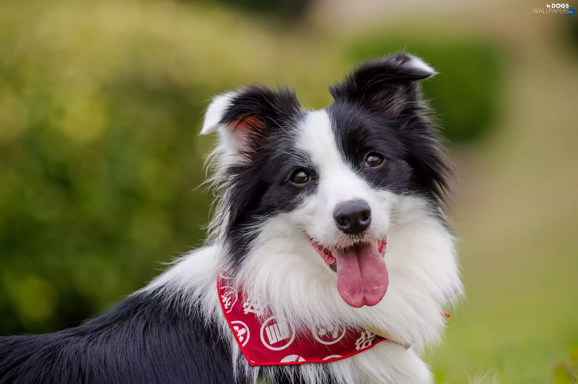 apatite, Border Collie, vat