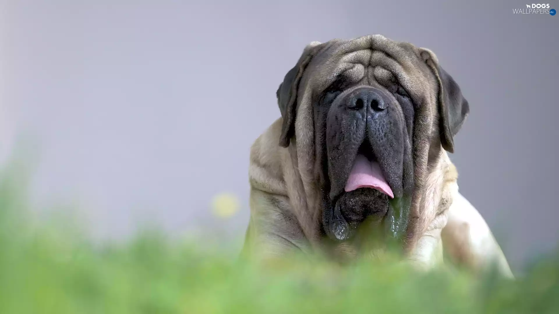 tongue, English mastiff, vat