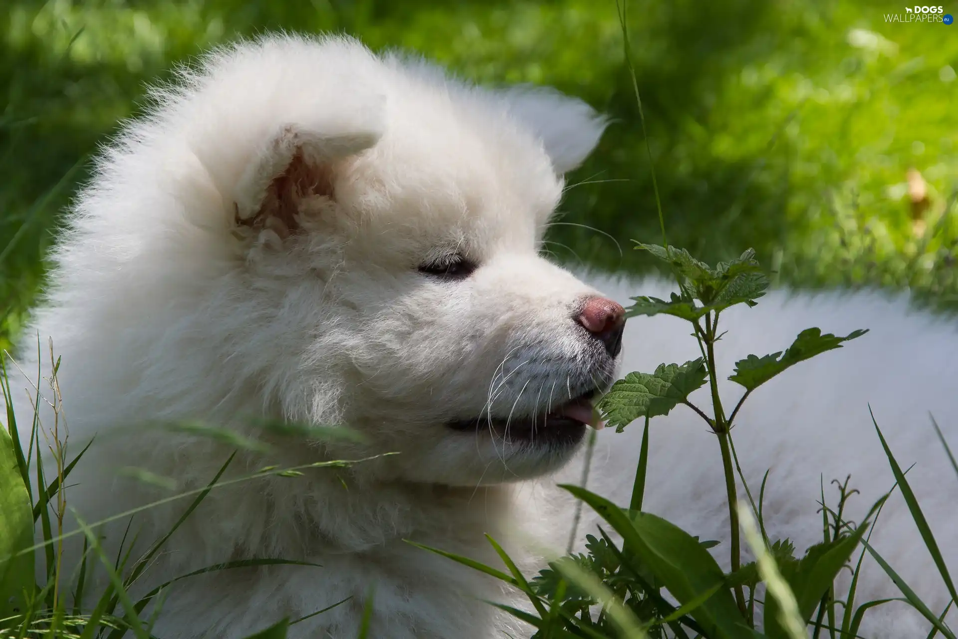 VEGETATION, Inu, dog, Akita