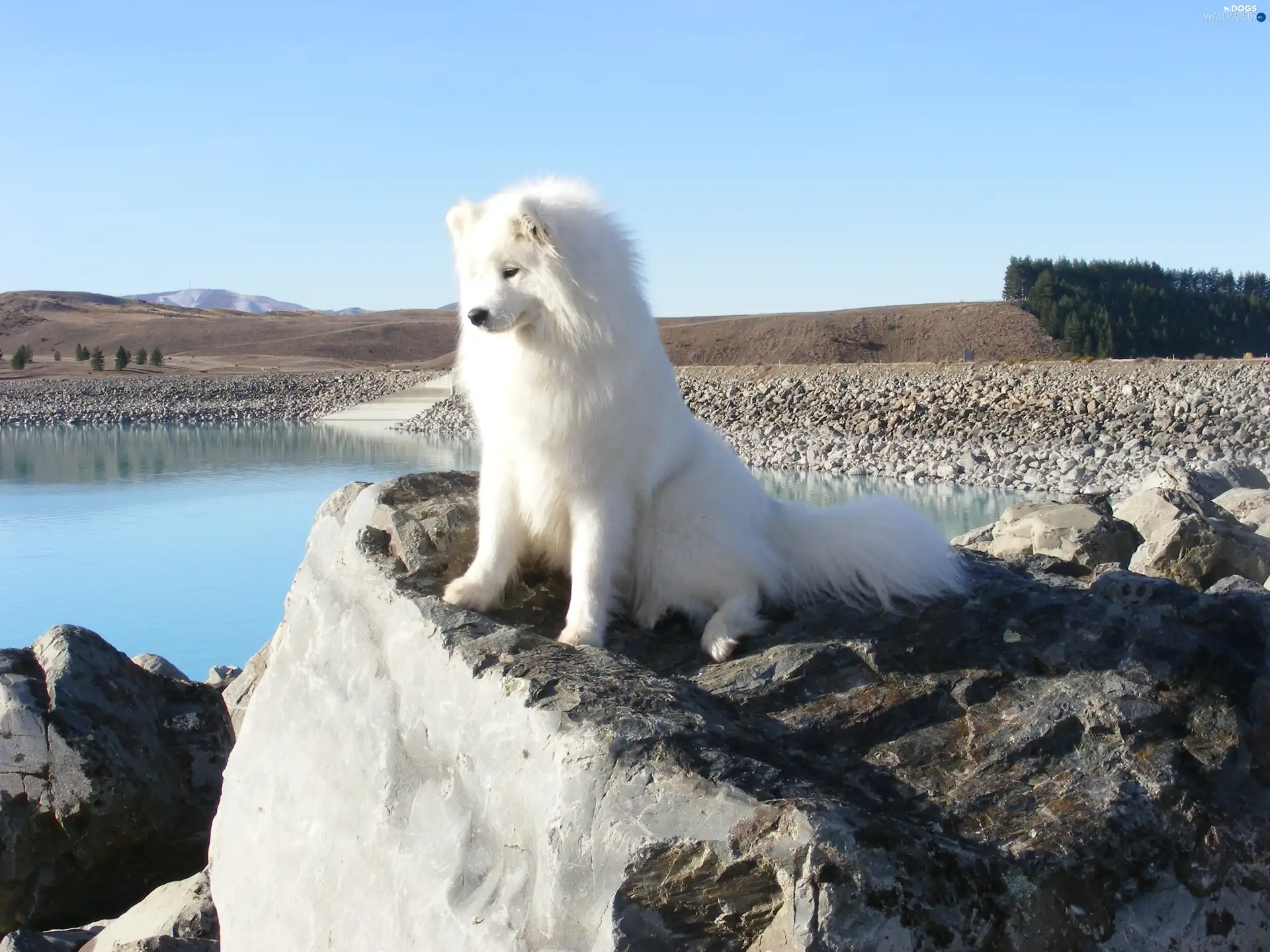 View, Samojed