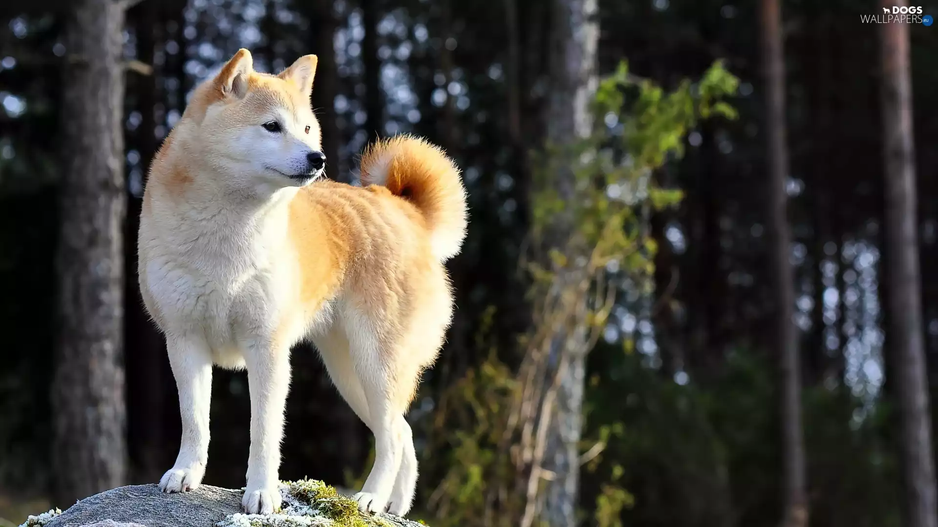 trees, viewes, Akita, Inu, dog