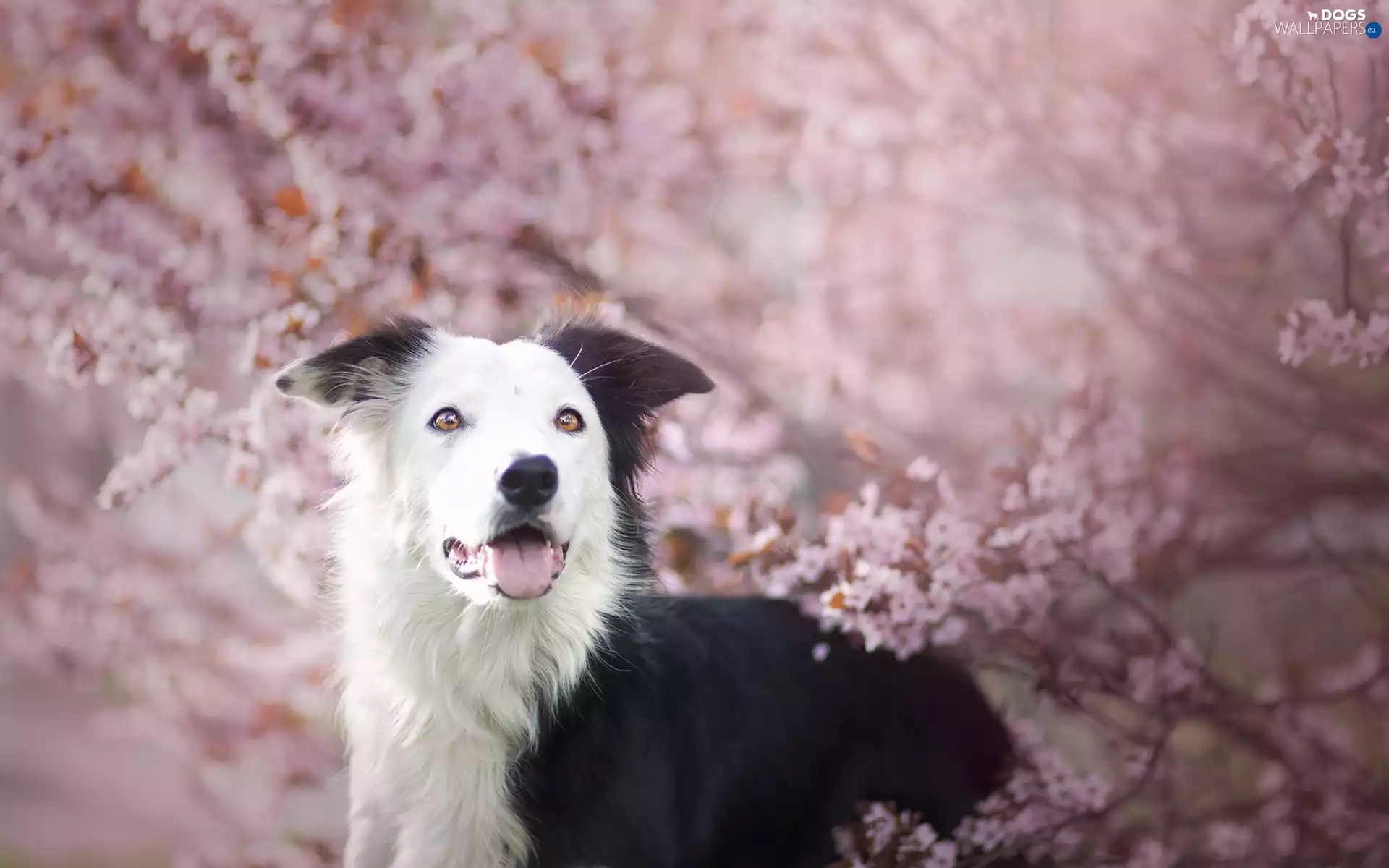 Twigs, Flowers, trees, viewes, Border Collie