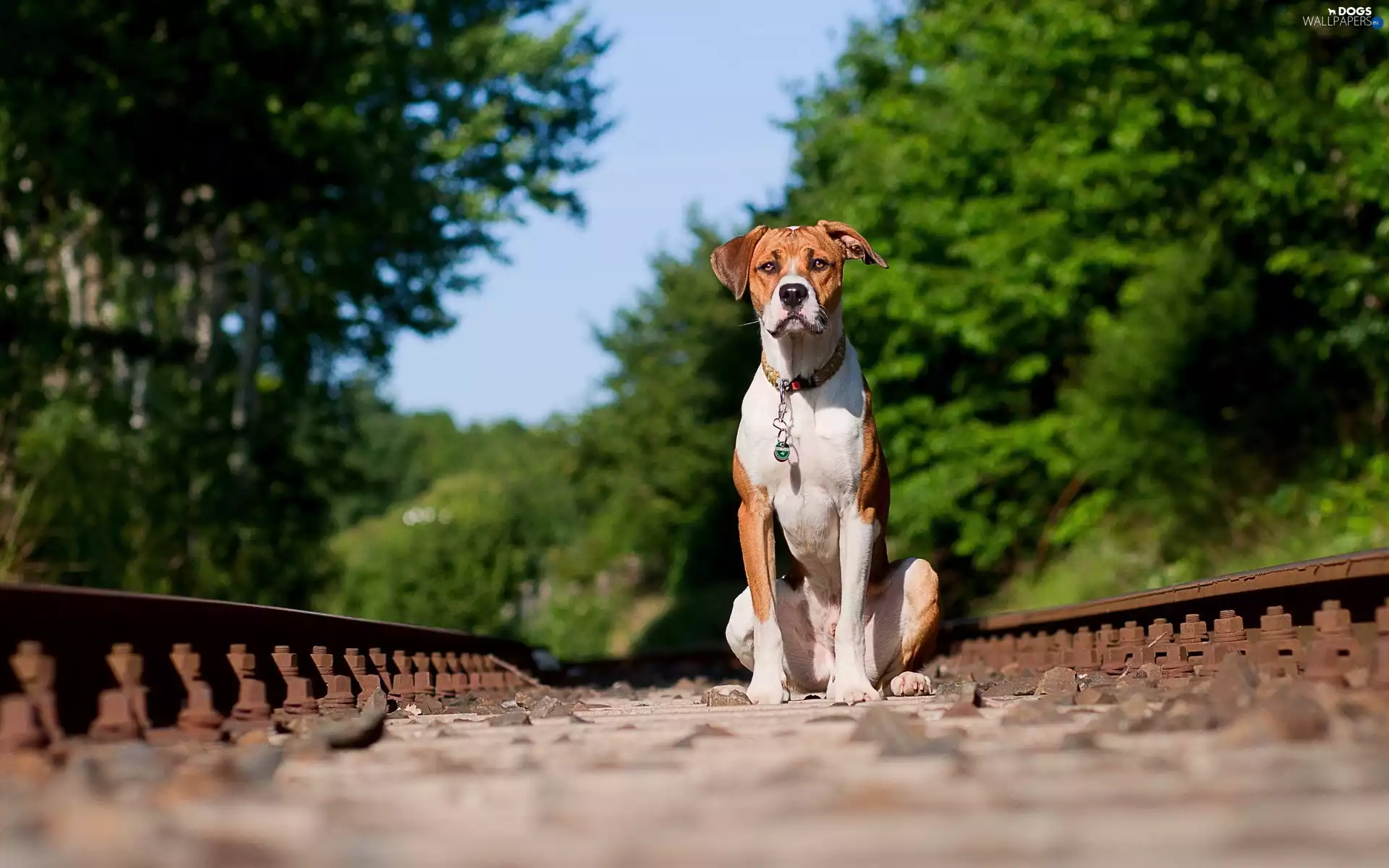 trees, viewes, dog, ##, sitter