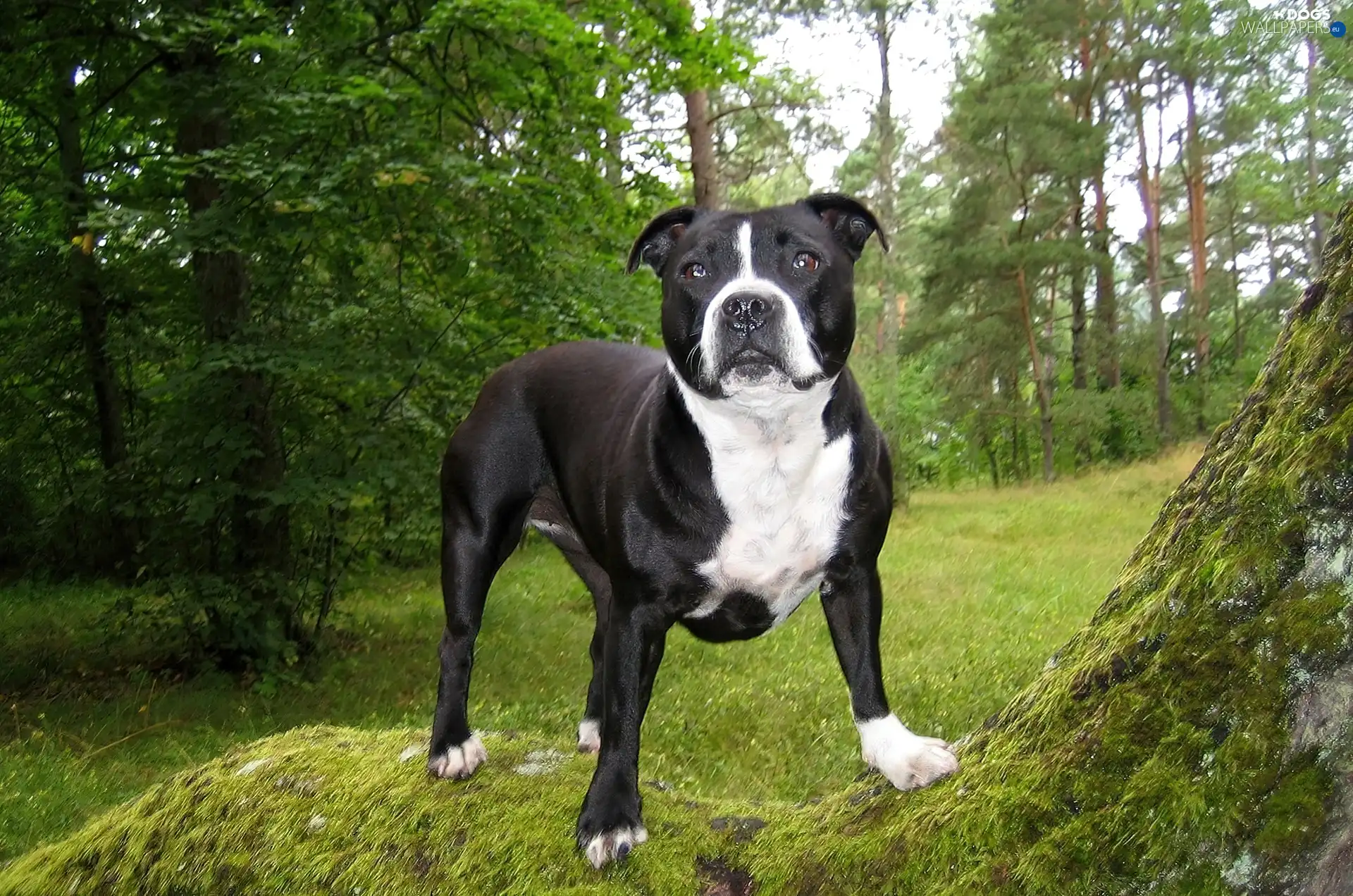 viewes, trees, dog, grass