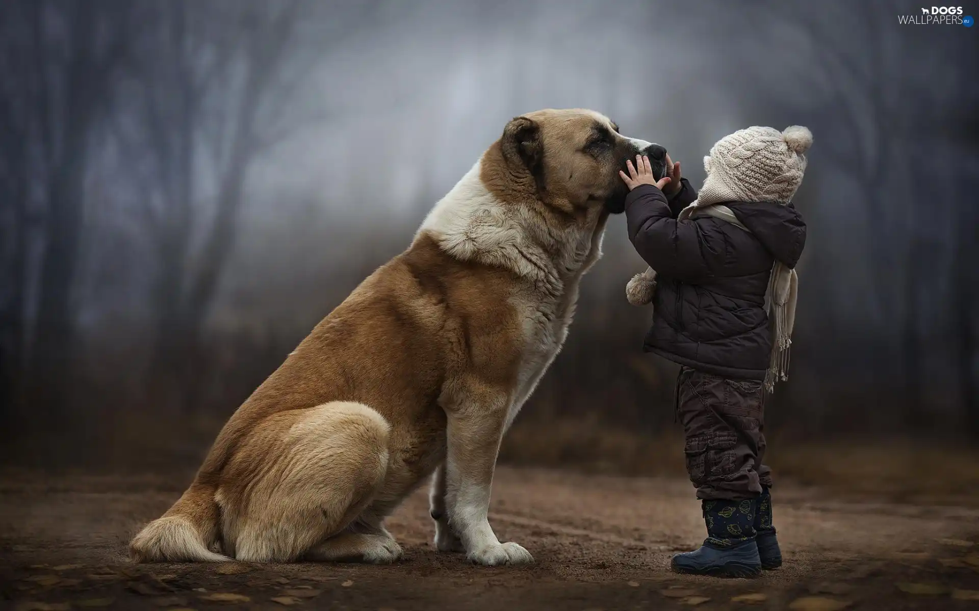 Kid, Trees Bullmastiff, dog