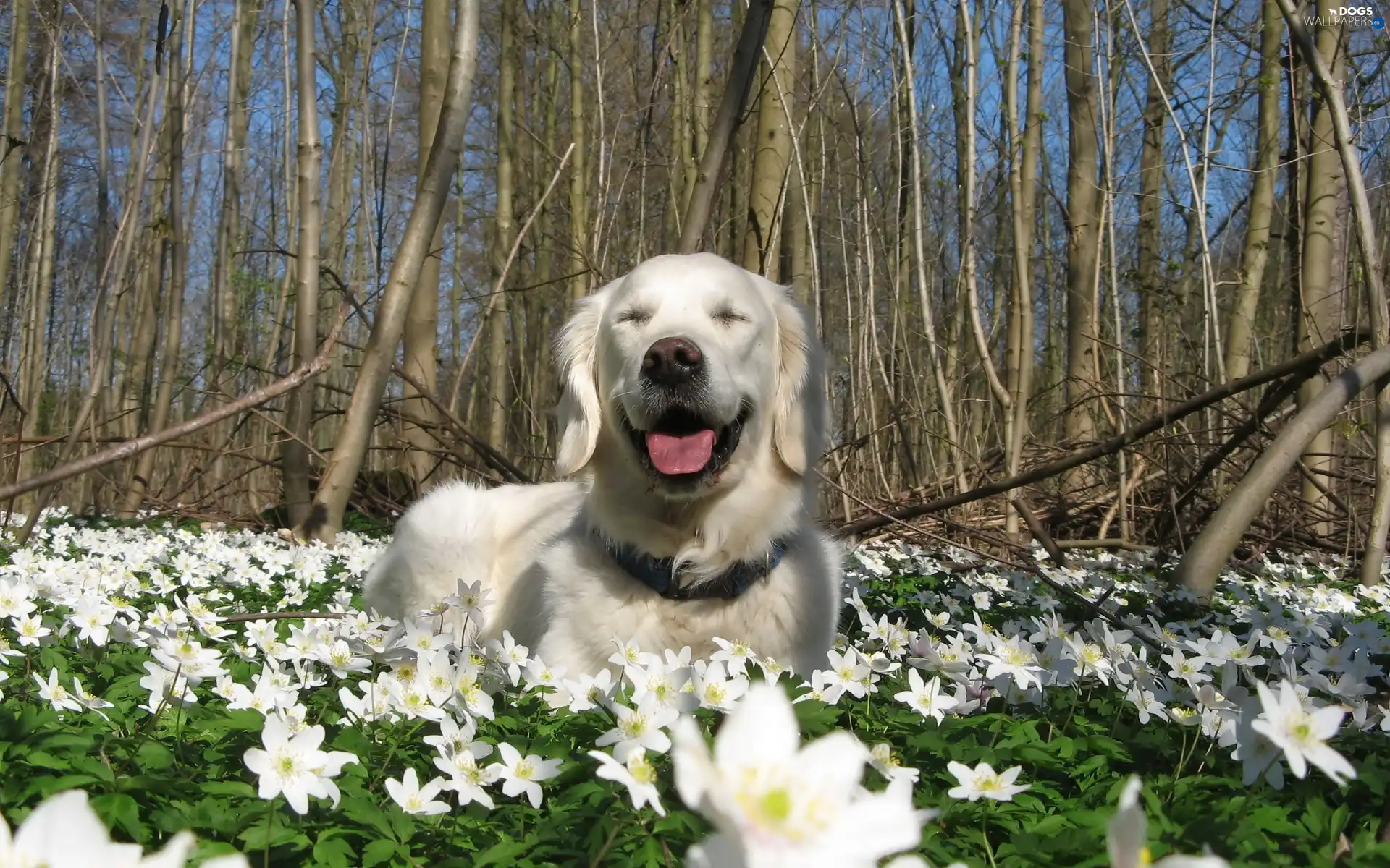 viewes, trees, Golden Retriever, Flowers