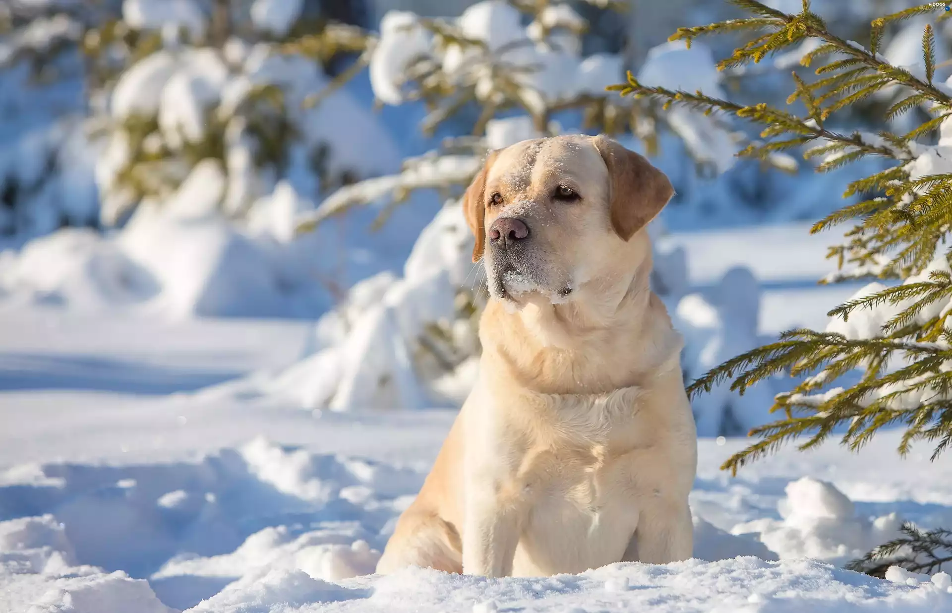 forest, winter, trees, viewes, Golden Retriever