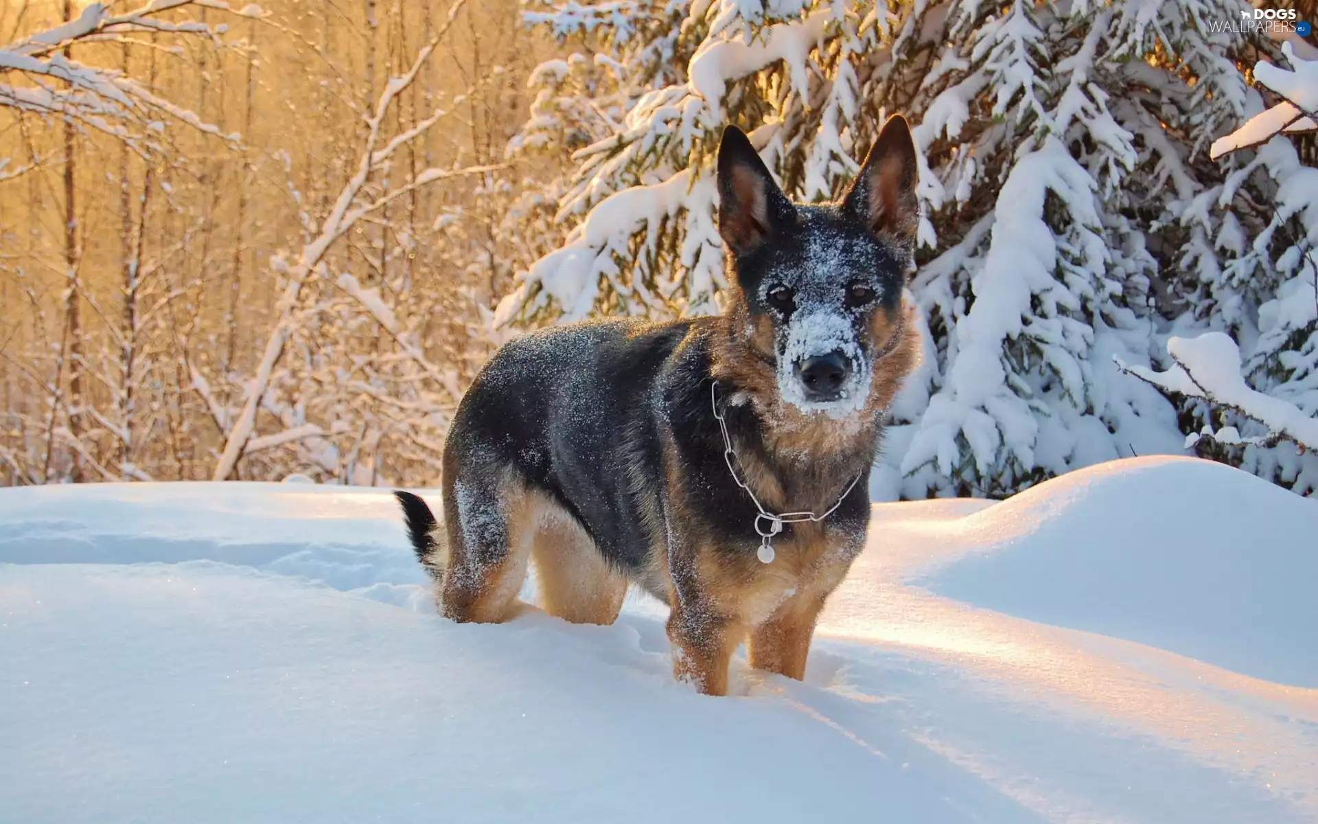 snow, winter, trees, viewes, German Shepherd