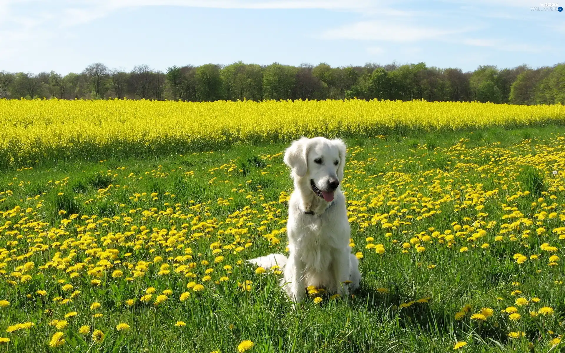 viewes, trees, dog, Sky, grass