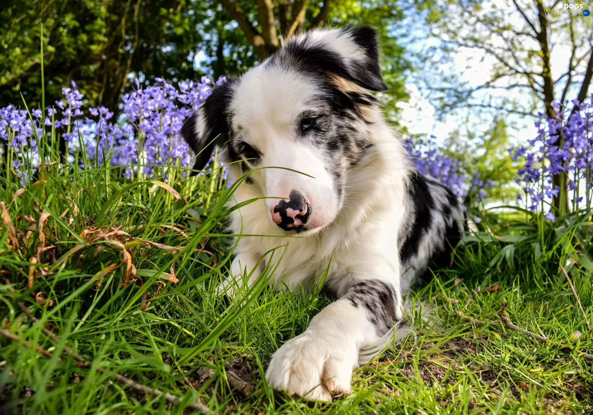 grass, dog, trees, viewes, Flowers, Australian Shepherd