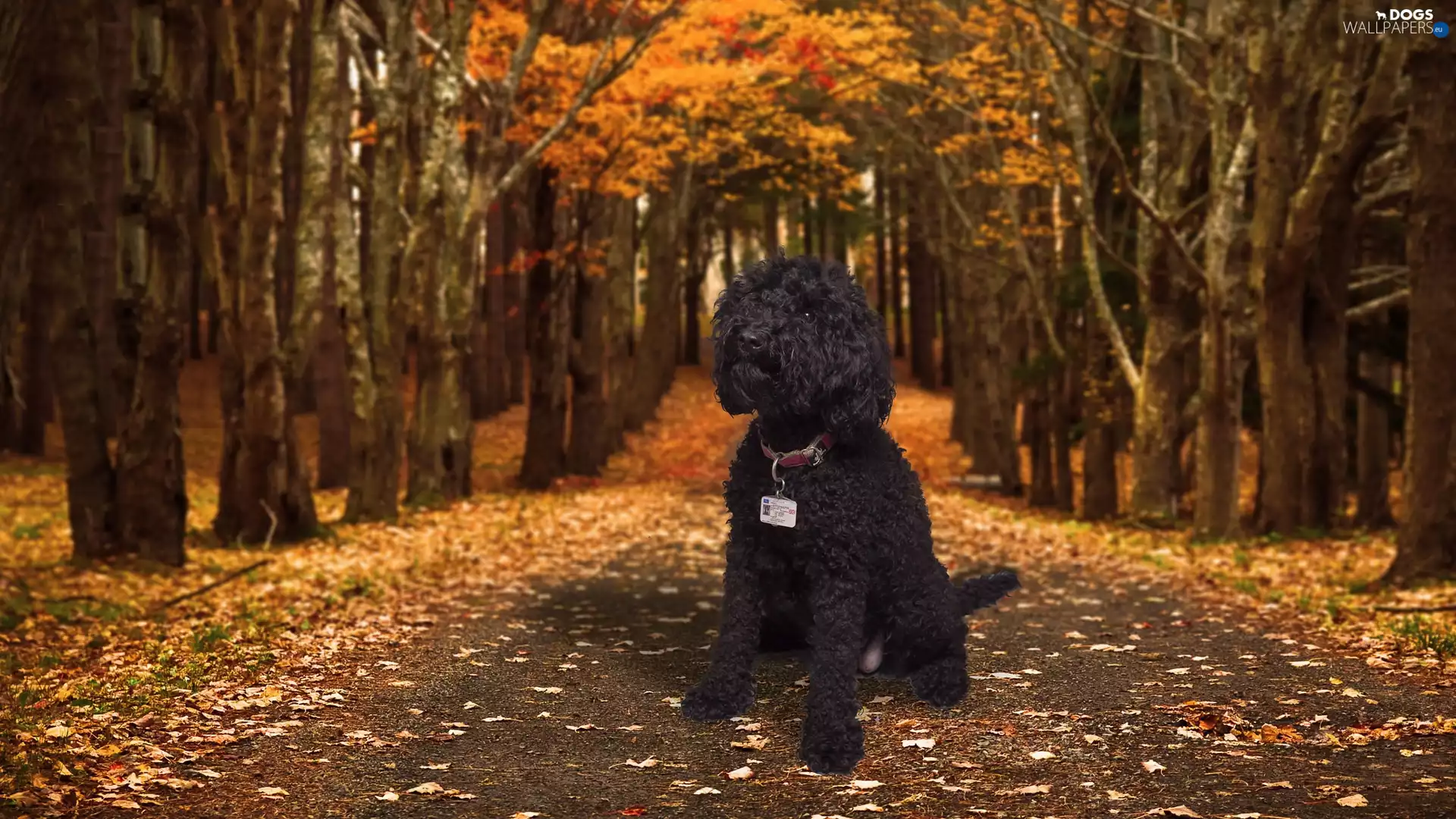 viewes, Way, dog-collar, dog, poodle, trees, autumn, Black