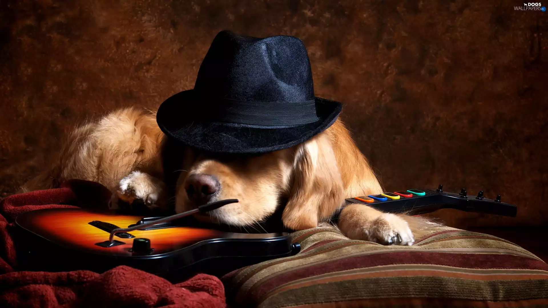 violin, dog, Hat