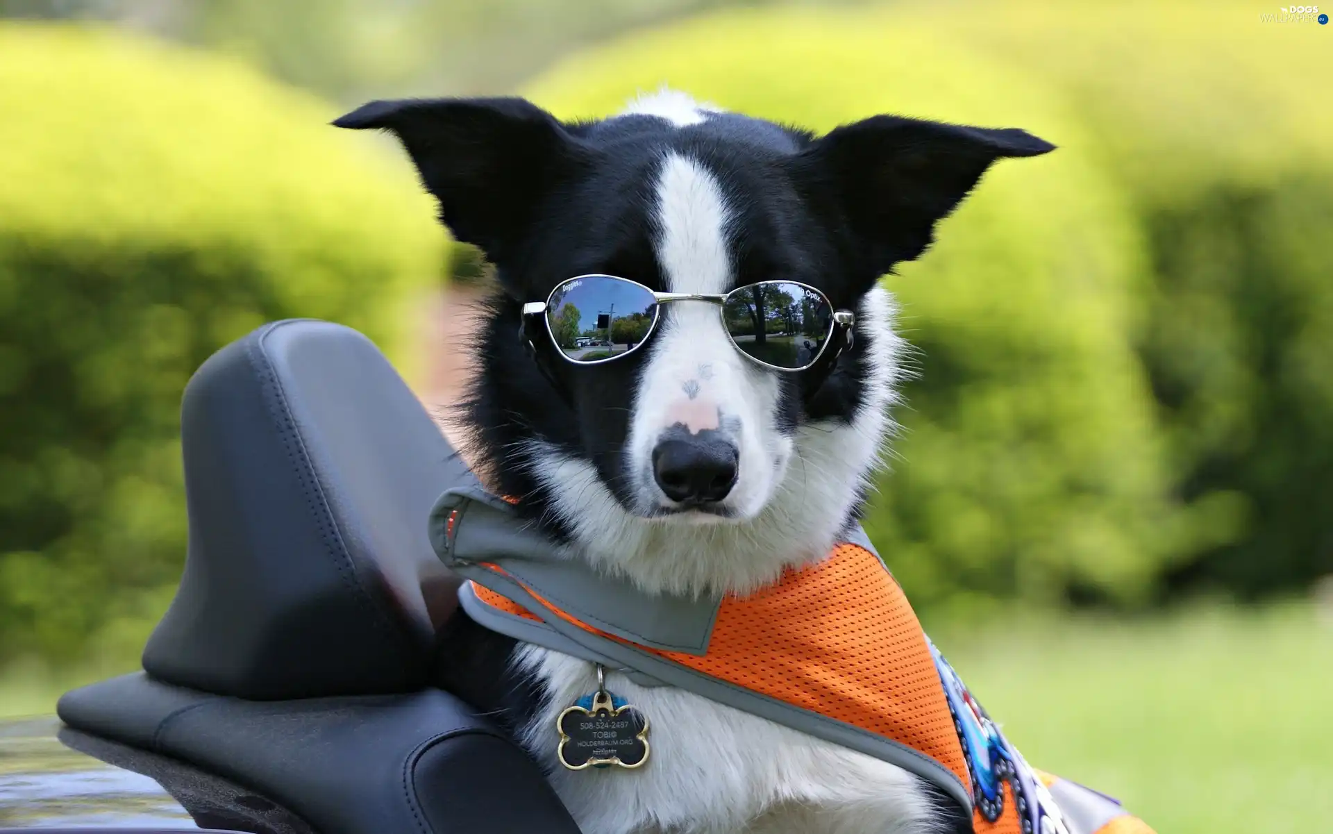 Glasses, waistcoat, dog