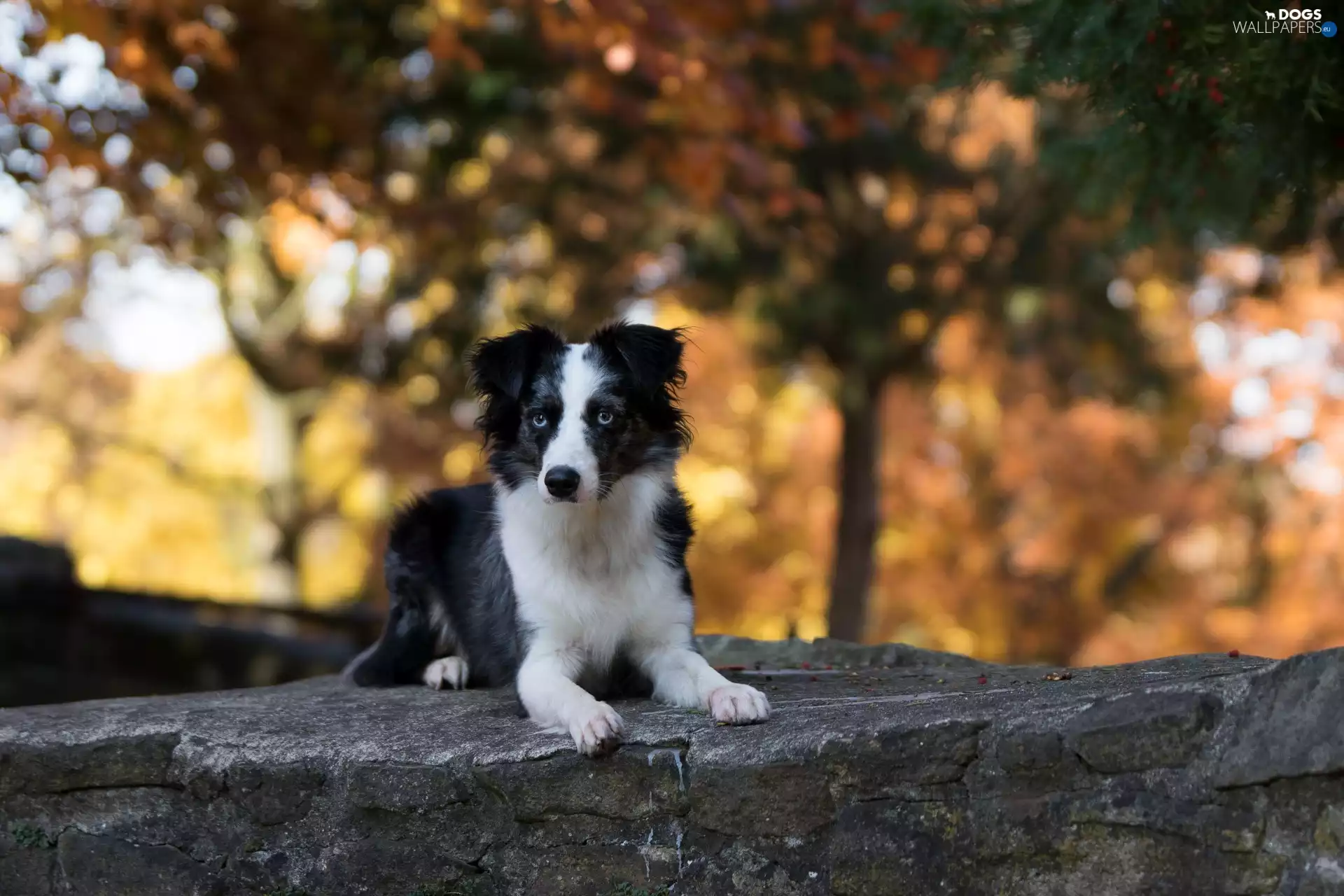 Australian Shepherd, stone, wall