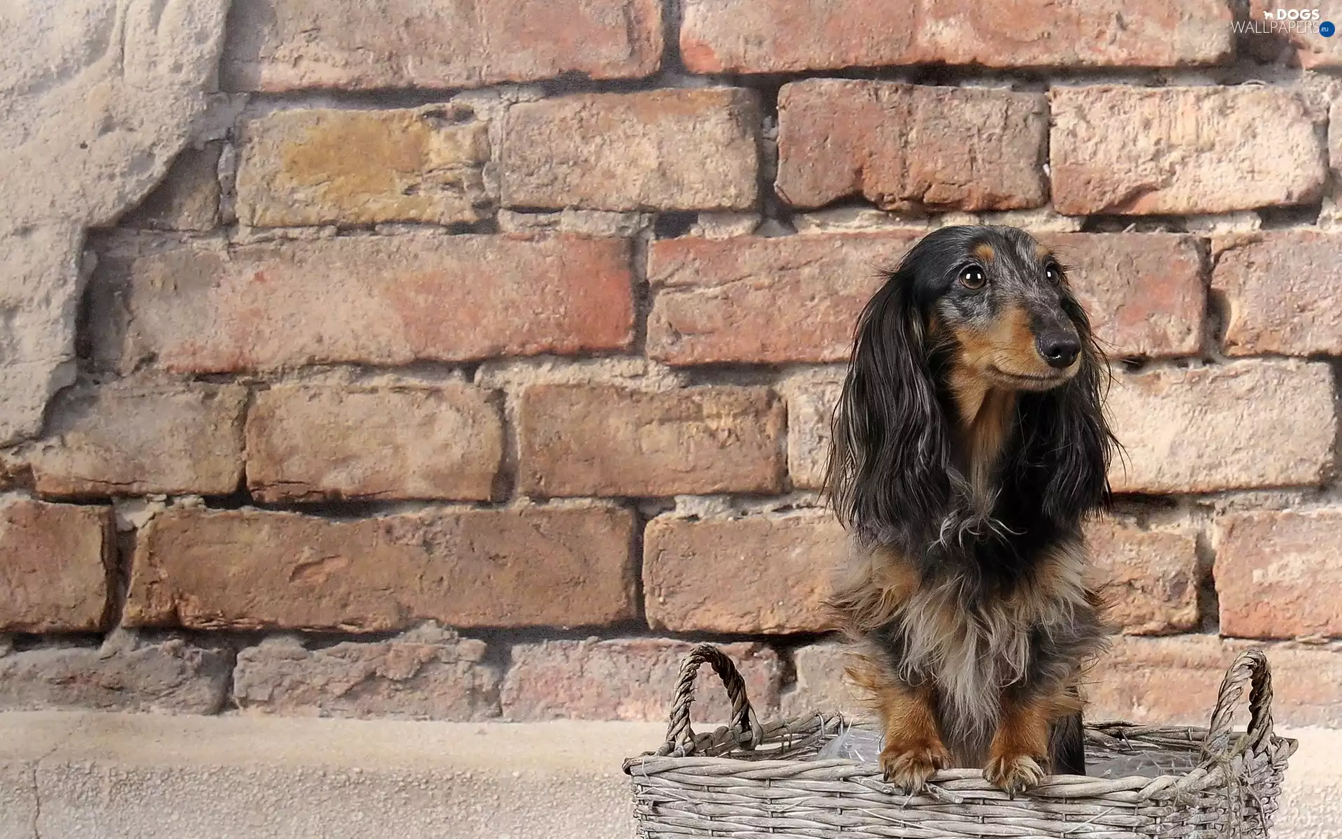 wall, dachshund, basket