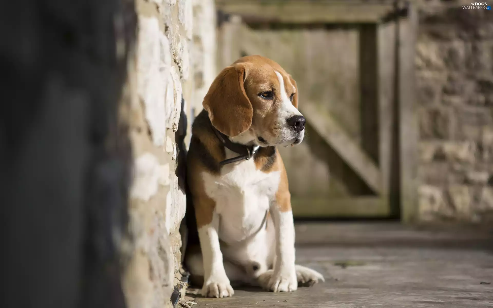 dog, wall, dog-collar, Beagle