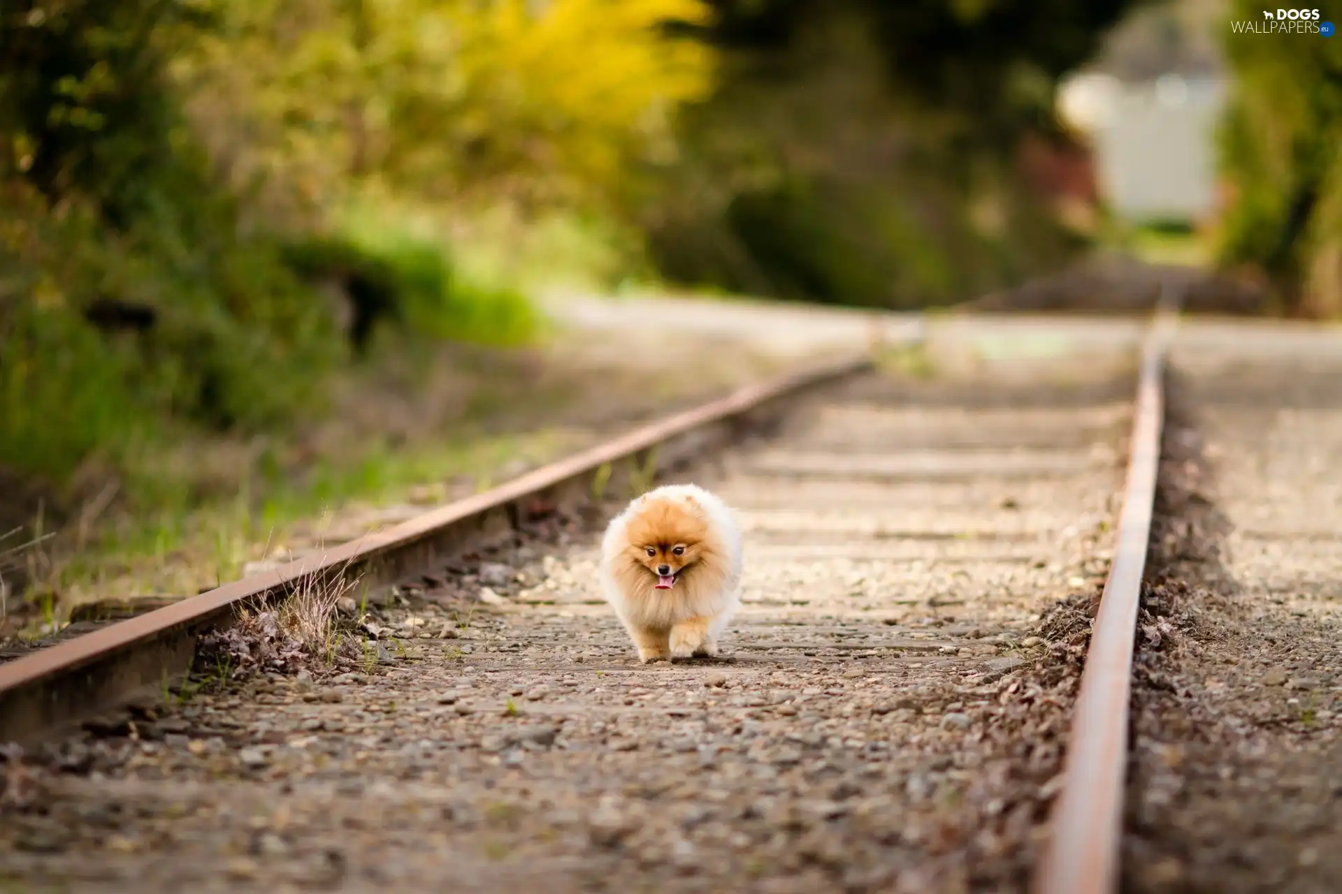 ##, wander, dog