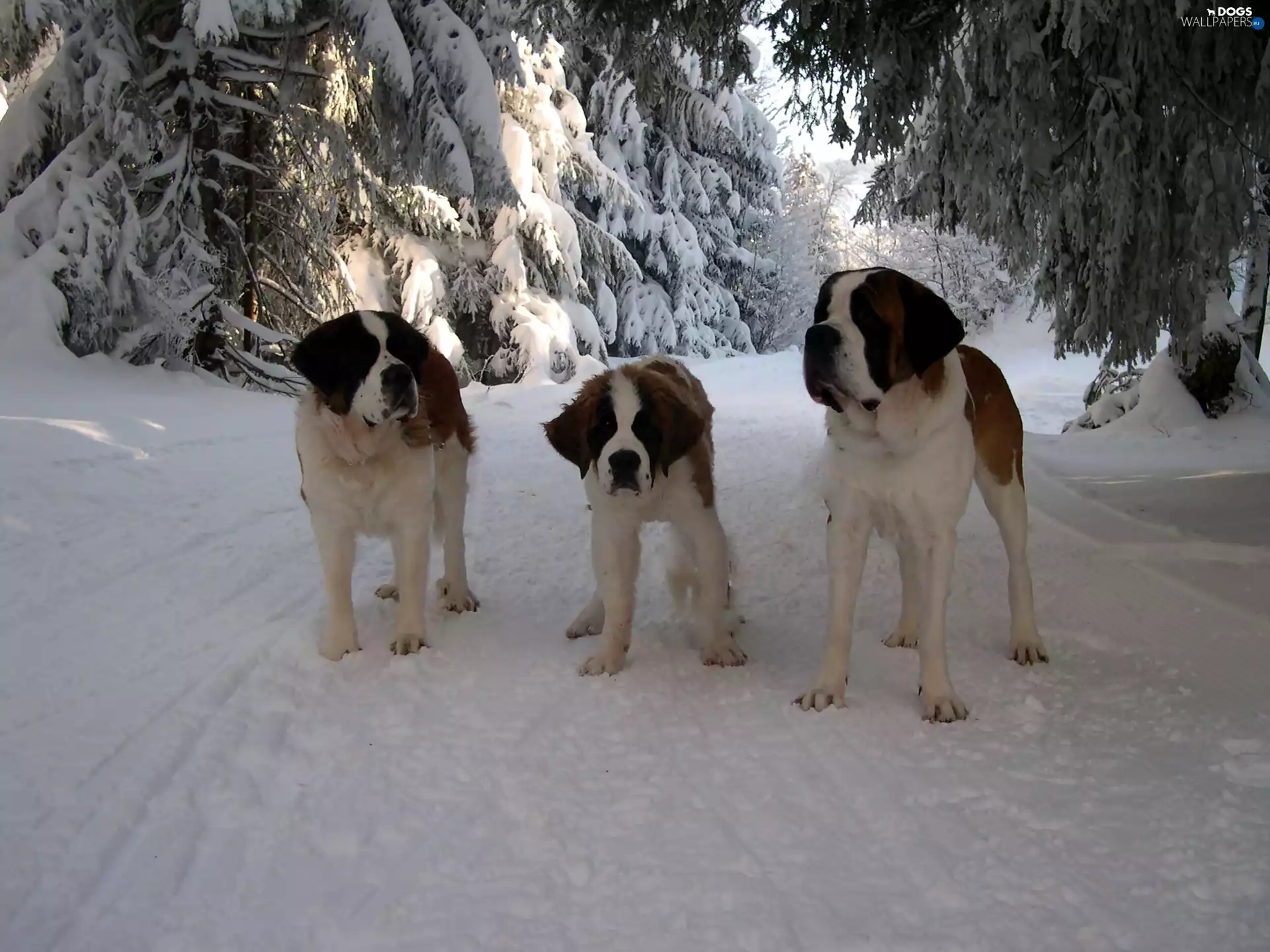 snow, wander, Bernards, winter, Three