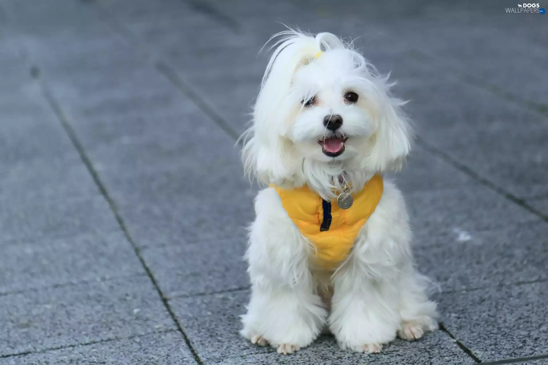 wander, puppie, clothes