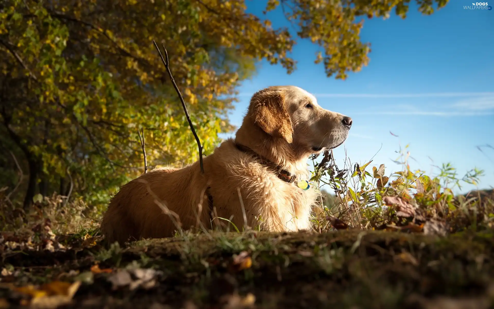 wander, forest, Golden Retriever
