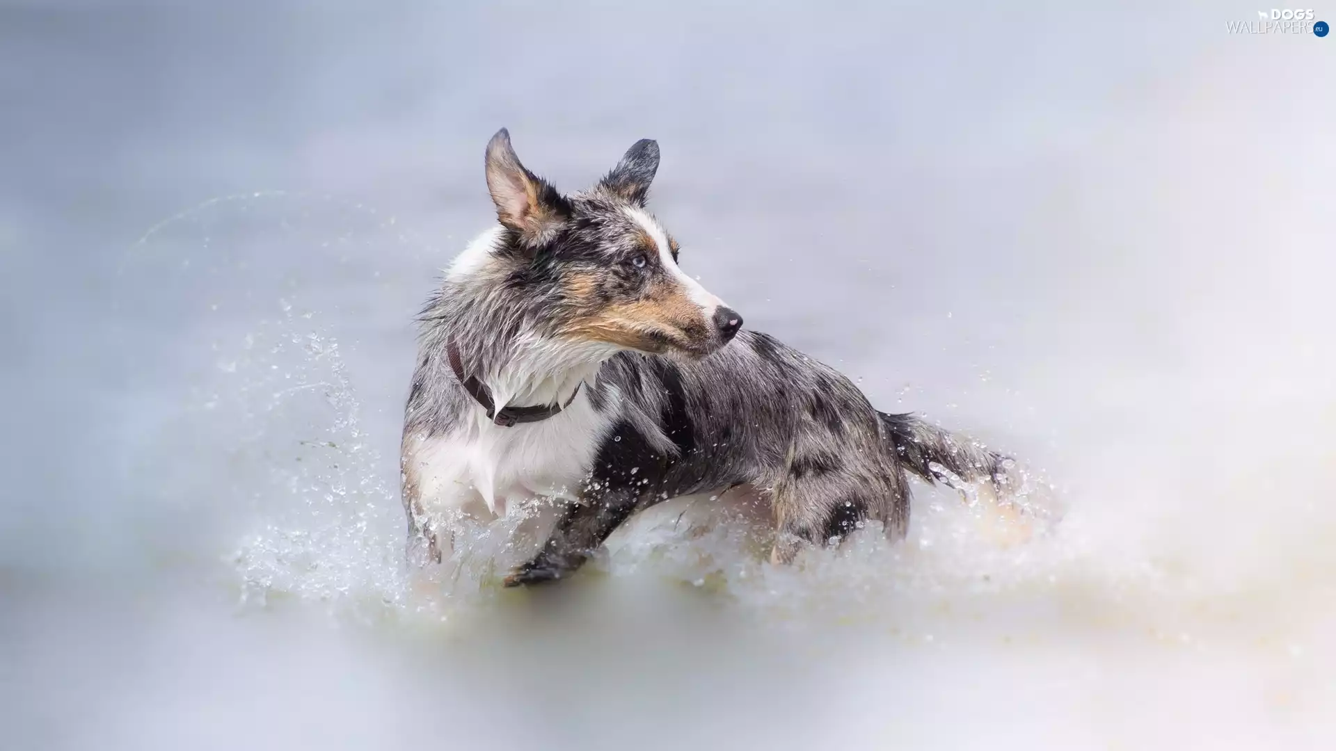 dog, water, bath, Border Collie